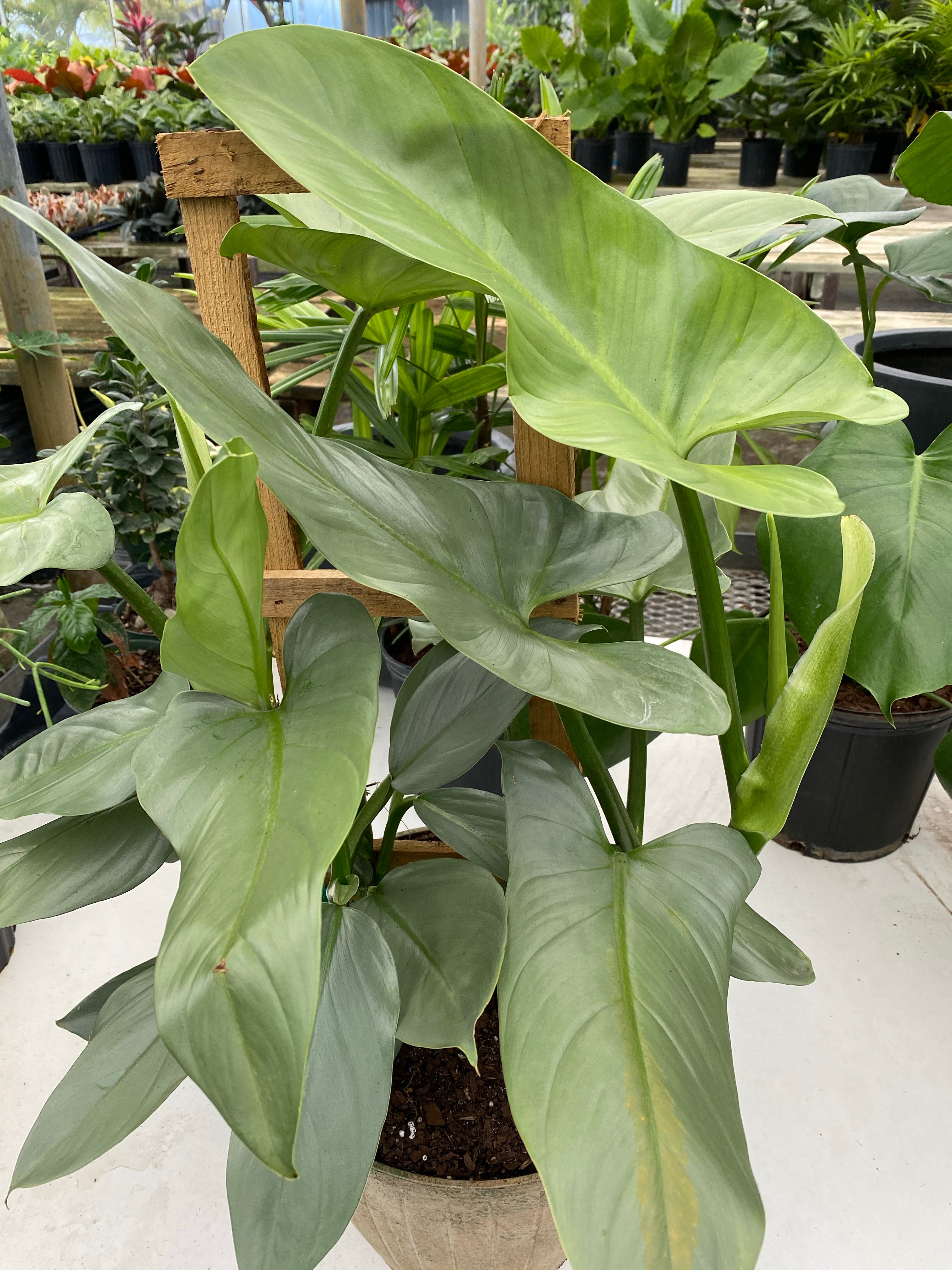 Philodendron Silver Sword Trellis, Live Plant Indoor Air Purifier leaves close view