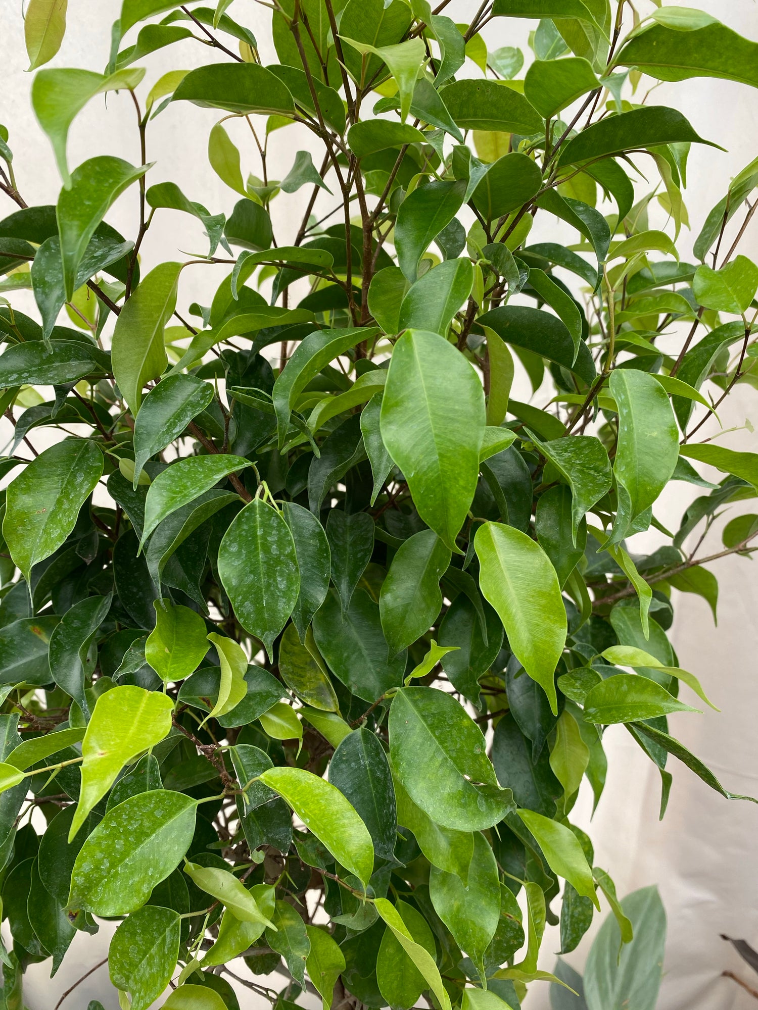 leaves of Braided Ficus Benjamina Tree, Weeping Fig