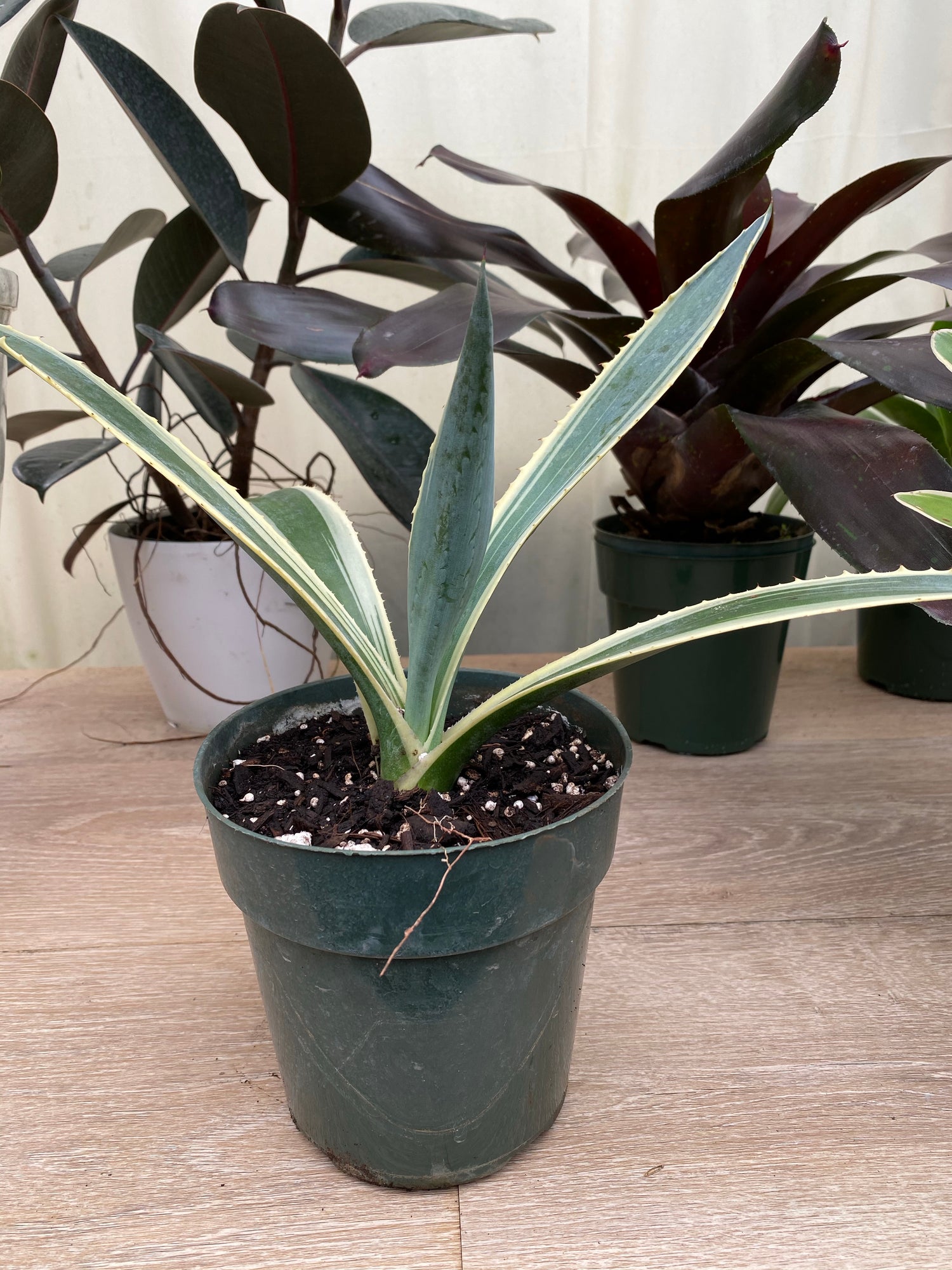 Agave Americana Variegata, Century Plant