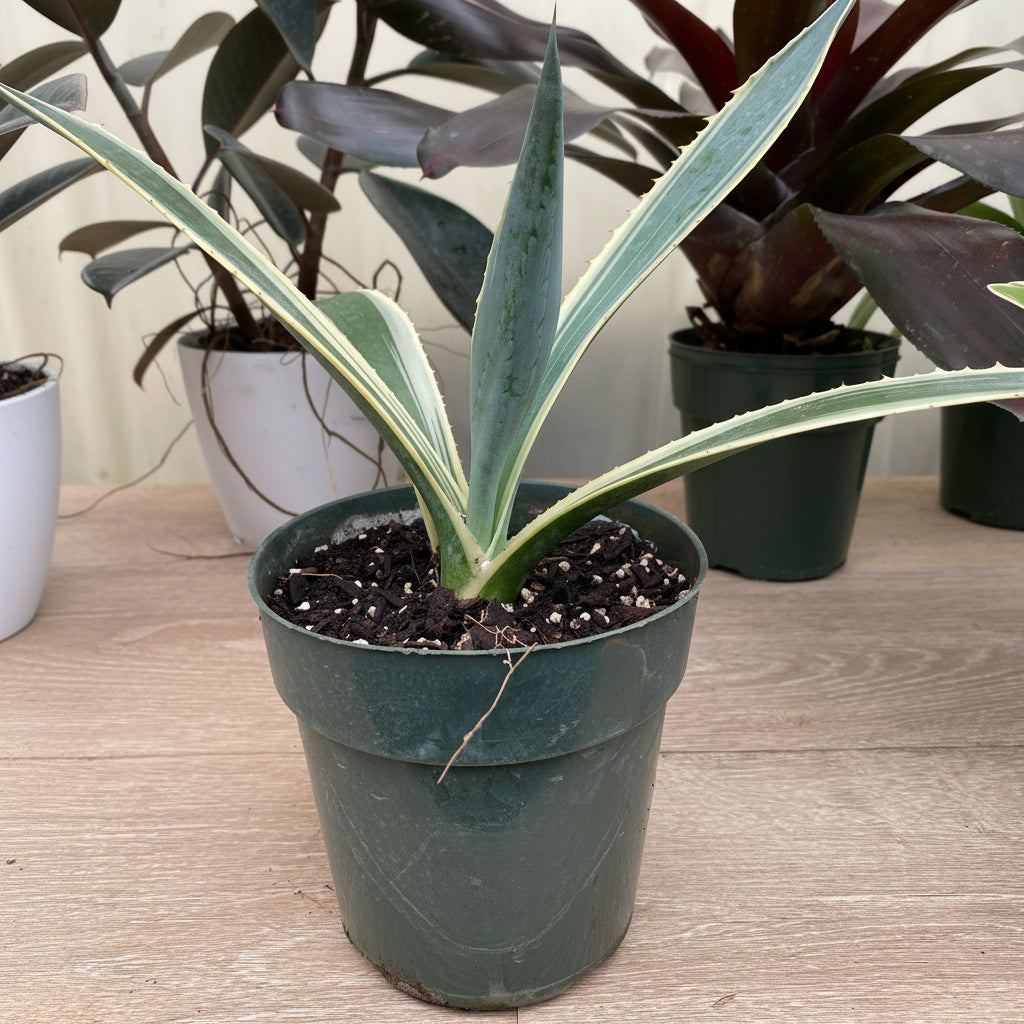 Agave Americana Marginata, Century Plant in Grower Pot 1gal