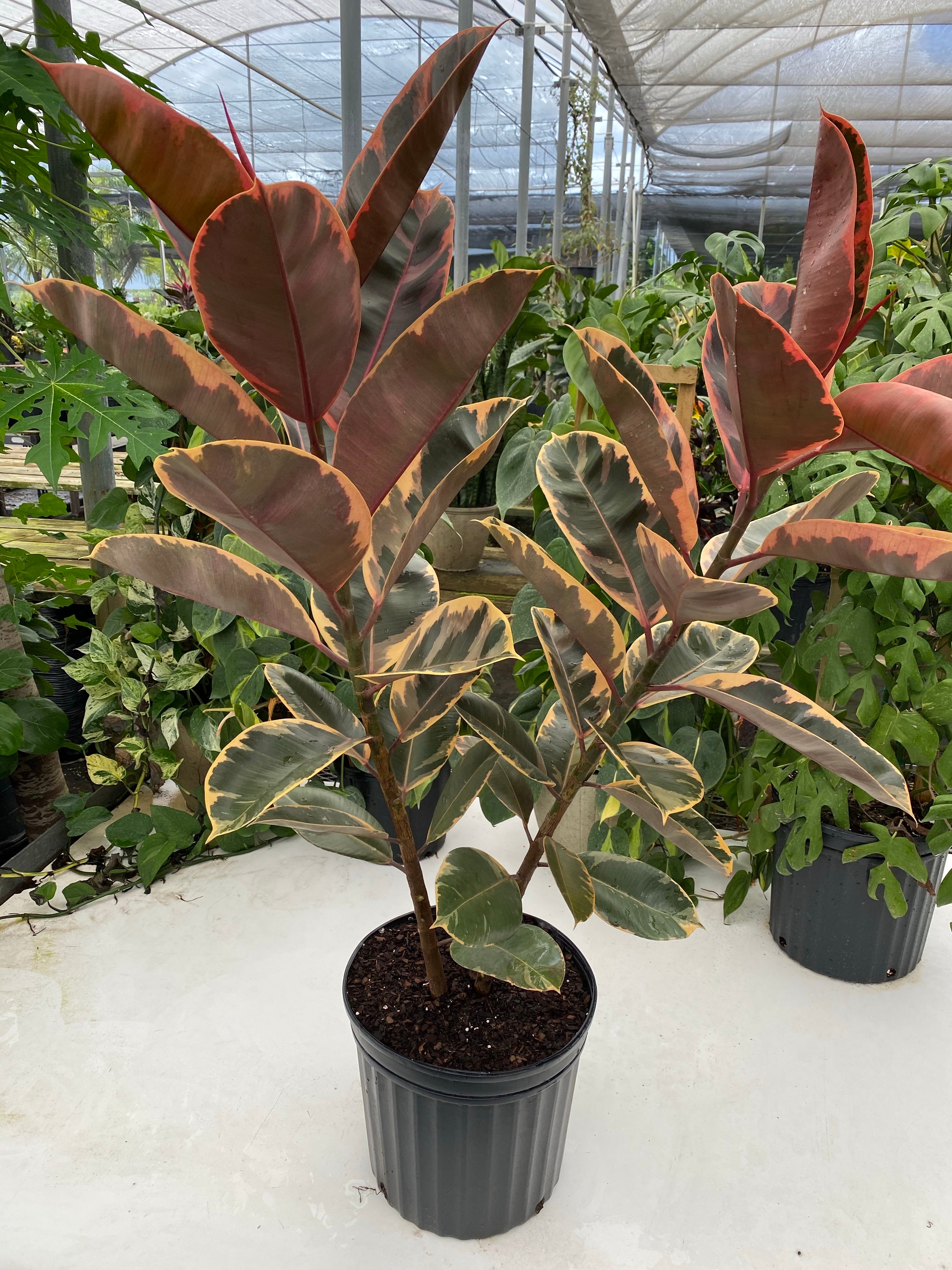 Ficus Ruby Tree Form 2-Stem, Rubber Tree Live Plant Indoor Air Purifier nursery view