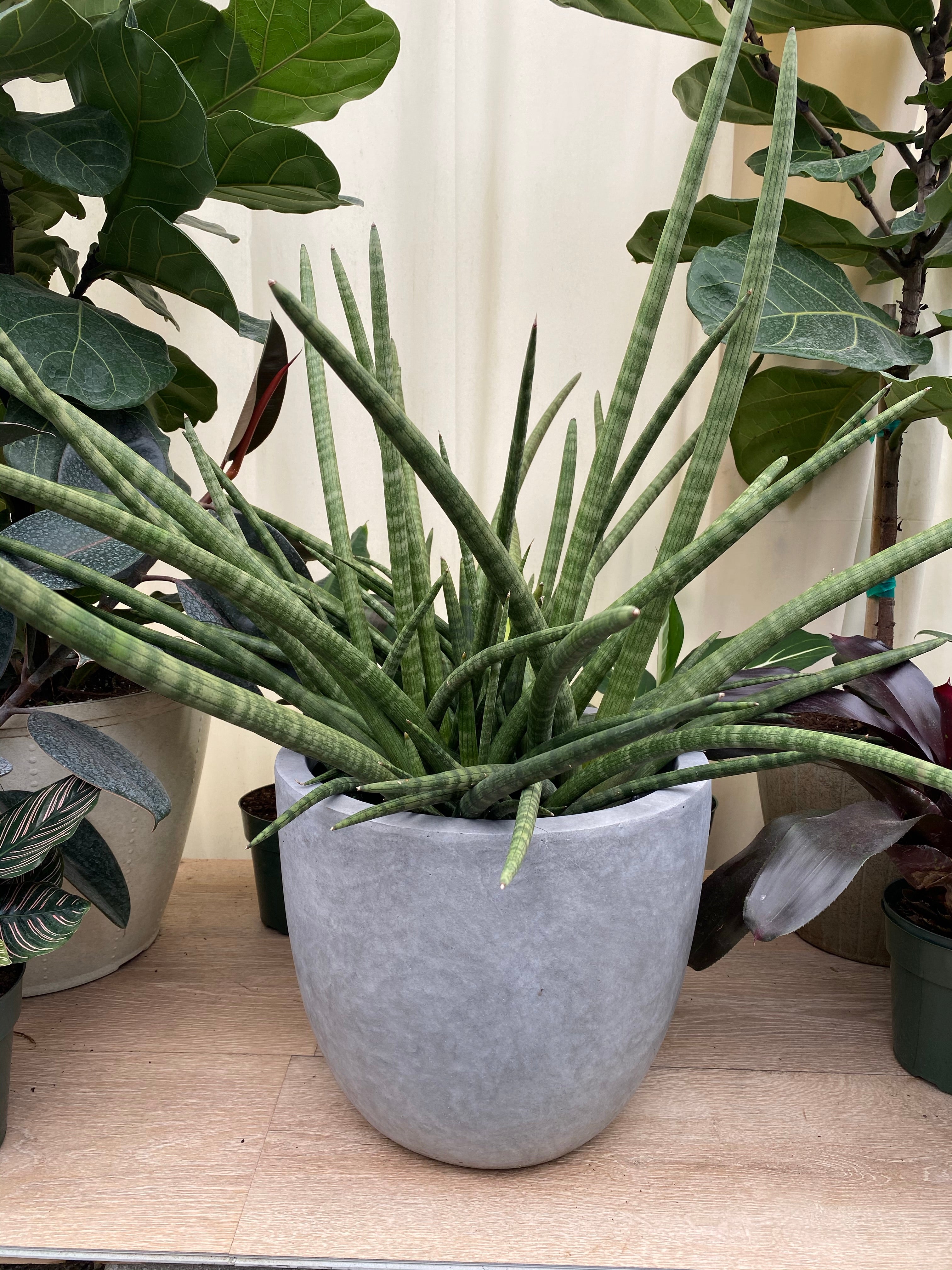 closevup view of Sansevieria Fernwood Mikado, Snake Plant in a pot