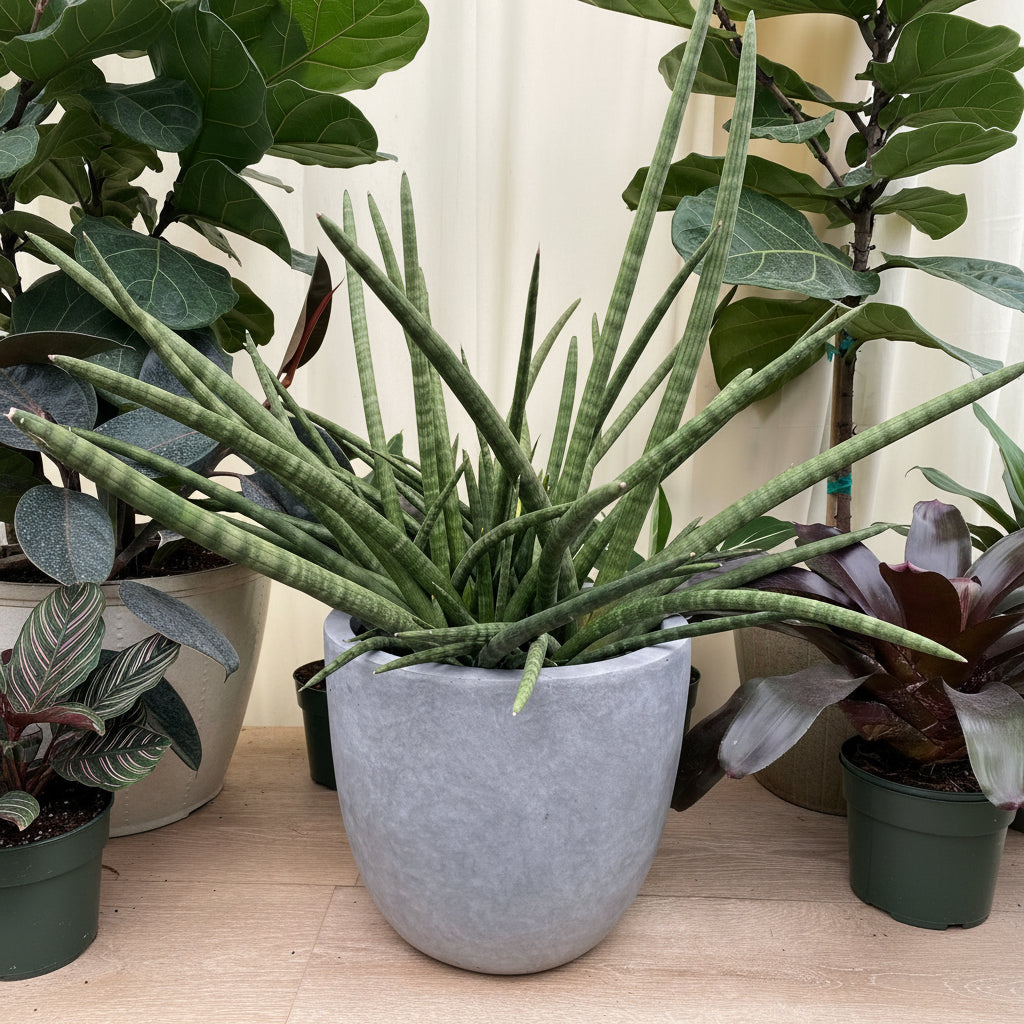 closevup view of Sansevieria Fernwood Mikado, Snake Plant in a pot