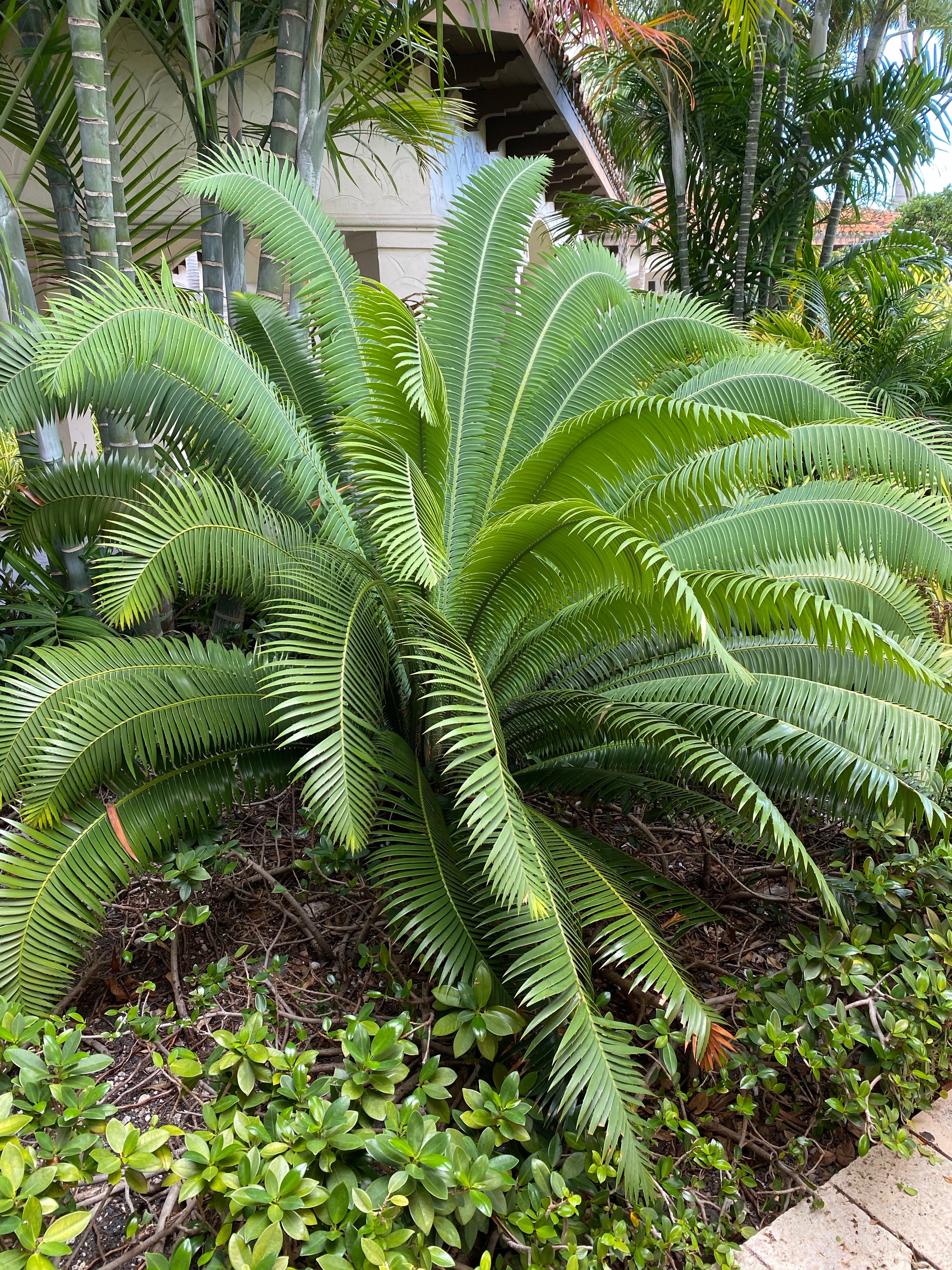 Dioon Spinulosum, Mexican Cycad, Gum Exotic Palm