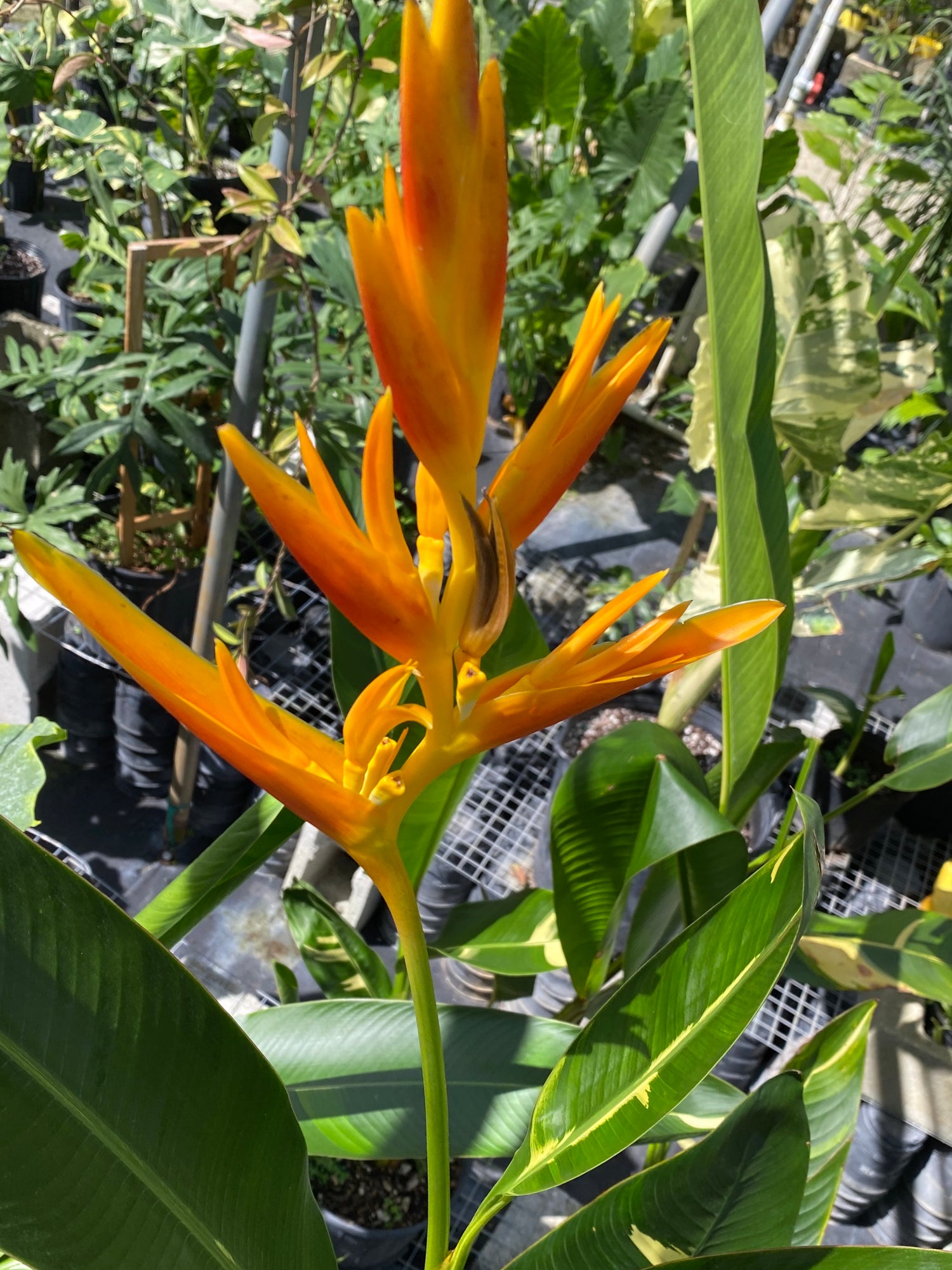 flowers of False Variegated Bird of Paradise Tree, Rare and Exotic