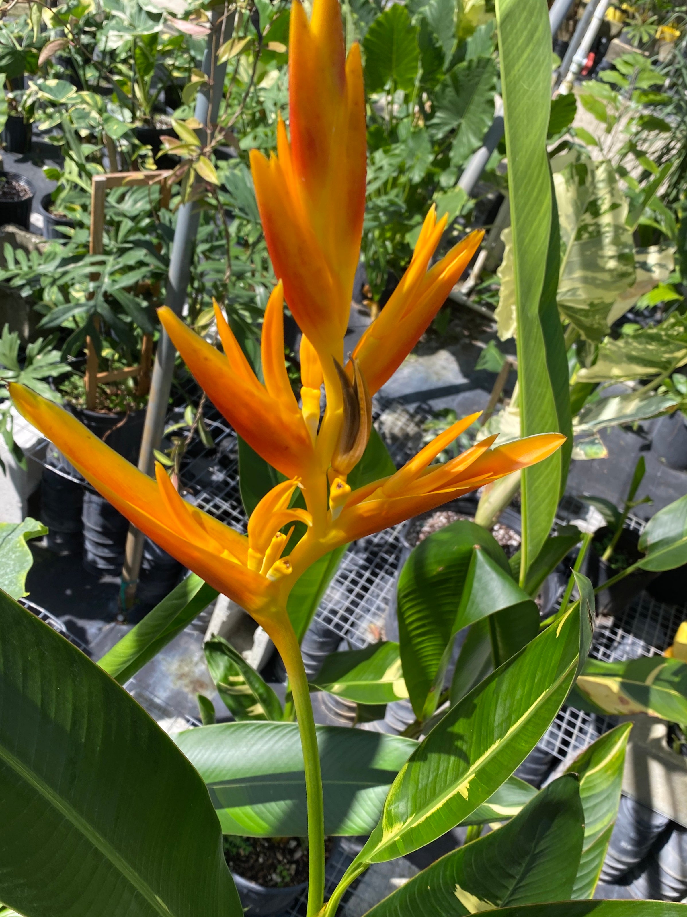 flowers of False Variegated Bird of Paradise Tree, Rare and Exotic