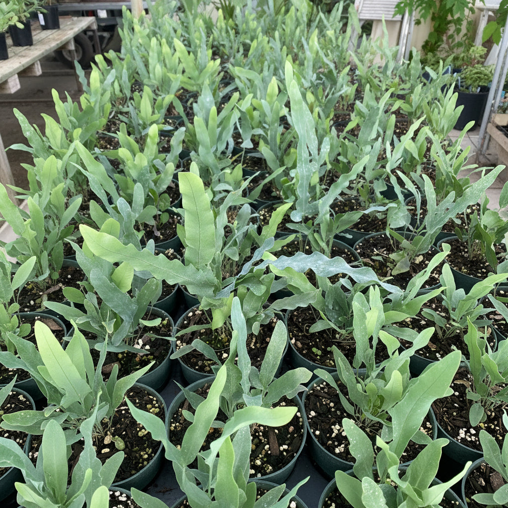 upper view of Staghorn Fern, Platycerium Bifurcatum Netherlands