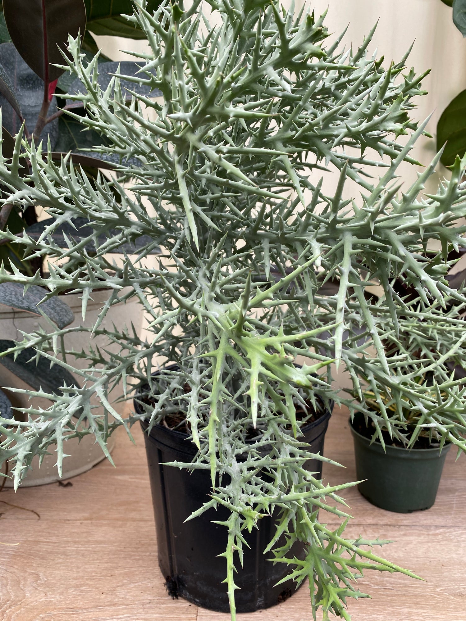 Euphorbia Stenoclada Exotic African Cactus