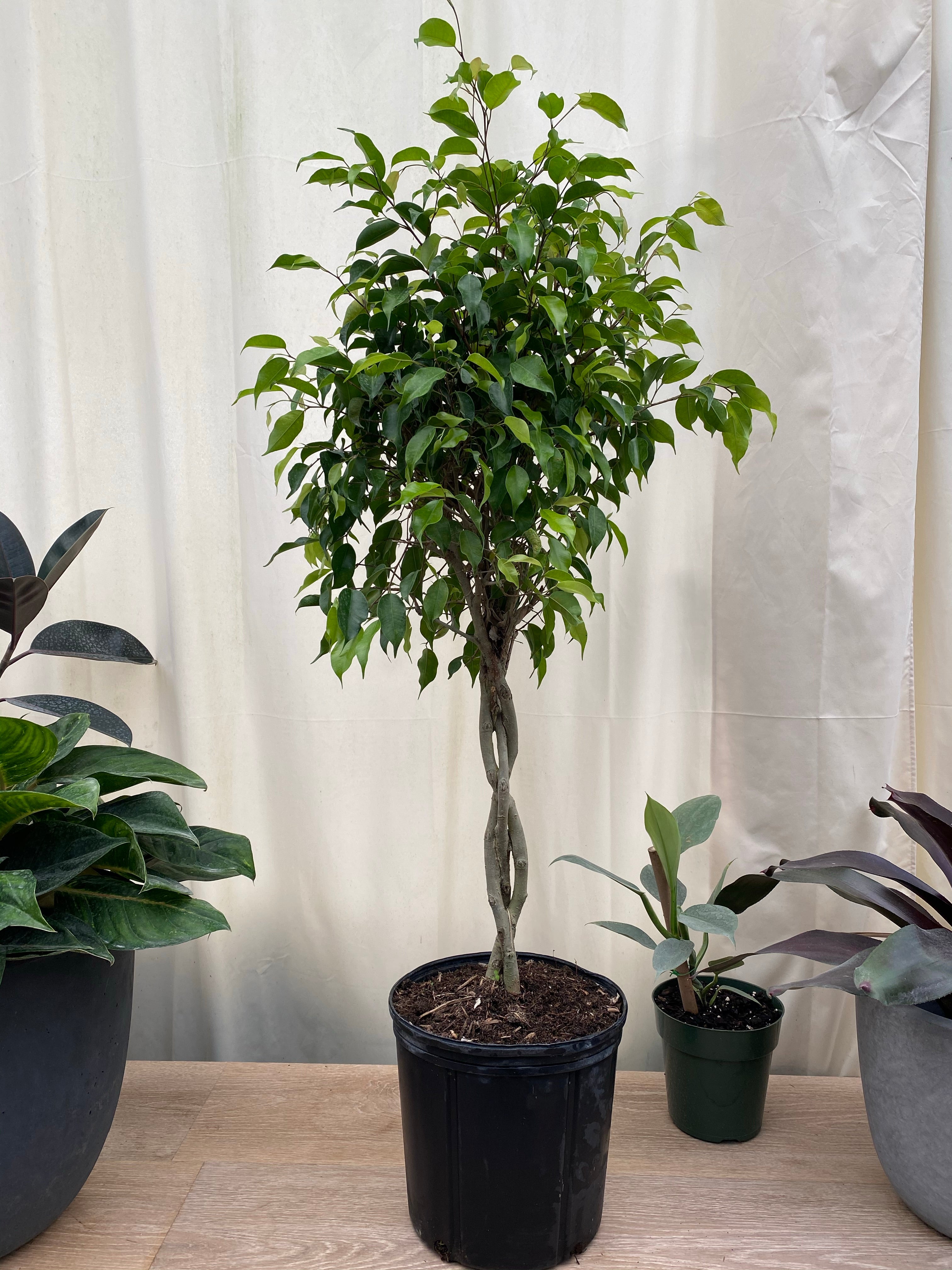 Braided Ficus Benjamina Tree, Weeping Fig inside home
