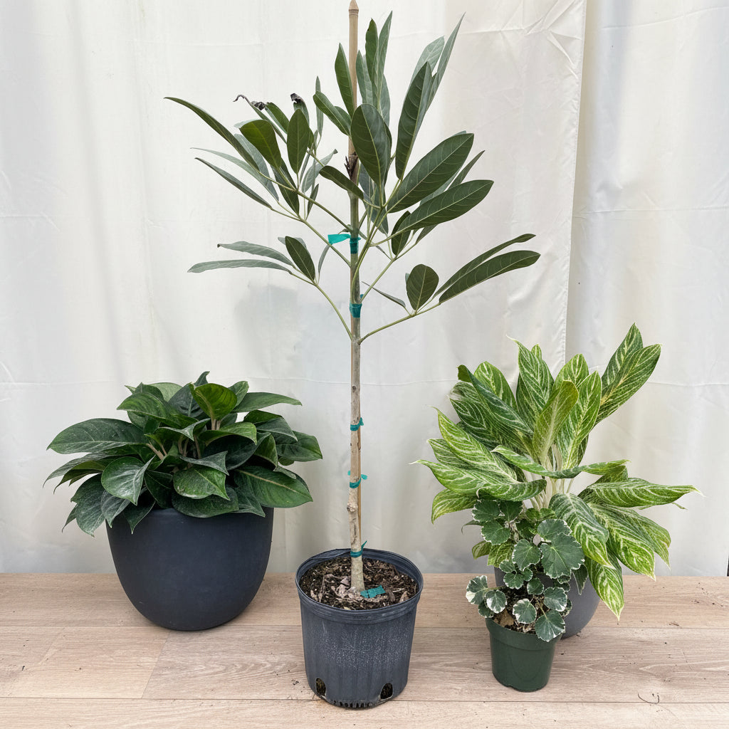 Young Yellow Trumpet Tree (Tabebuia) in a 3 gallon black nursery pot, featuring a slender trunk and vibrant green foliage, standing on a wooden surface against a white fabric backdrop alongside two small decorative houseplants, showcasing its early growth and nursery presentation.