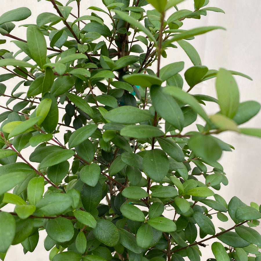 Simpson Stopper Bush, Myrcianthes fragrans