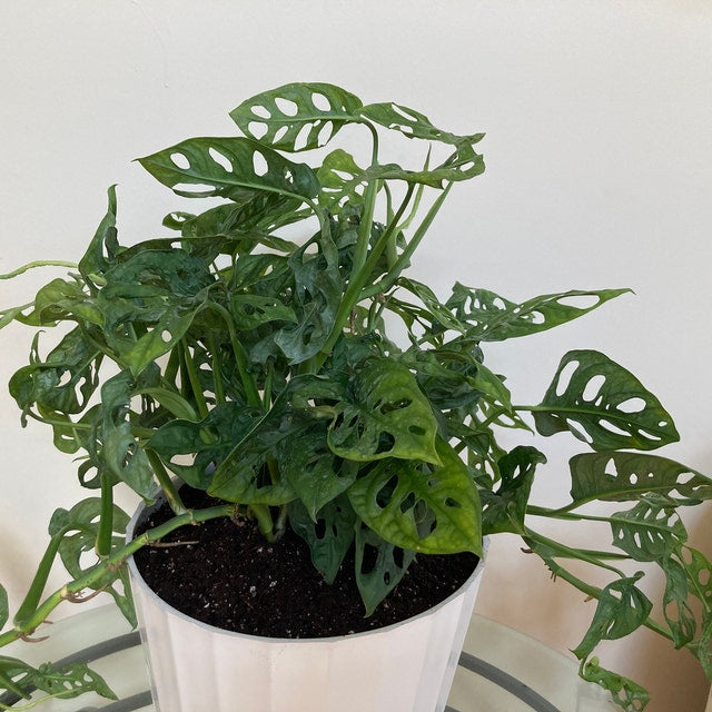 Monstera Adansonii Swiss cheese Hanging Basket in a white pot