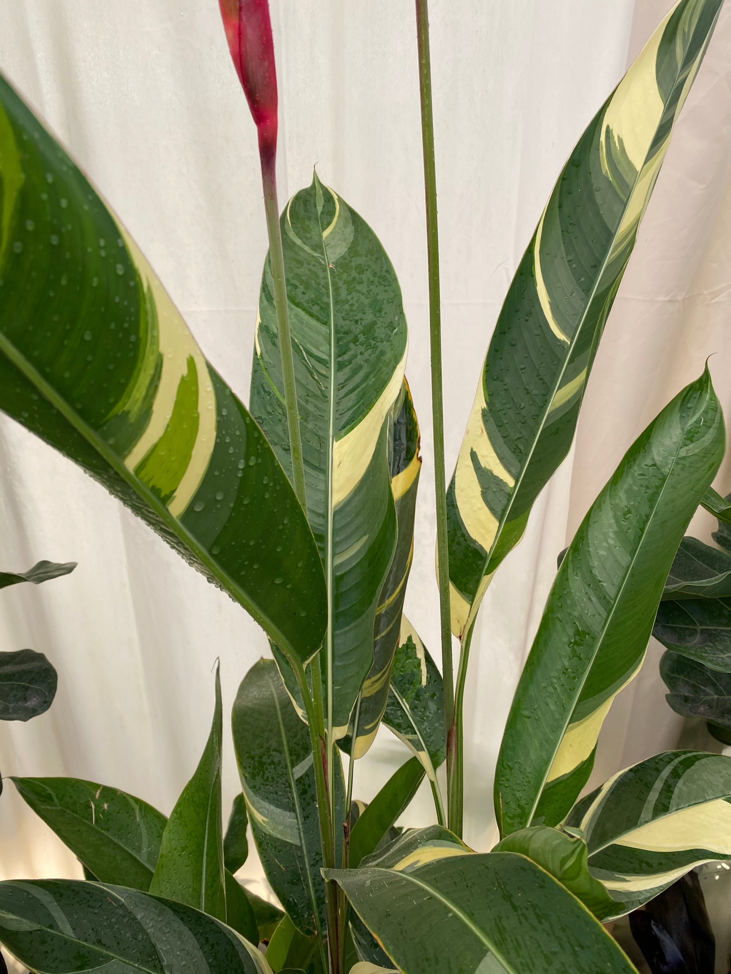 leaves of Variegated Heliconia Lady Di