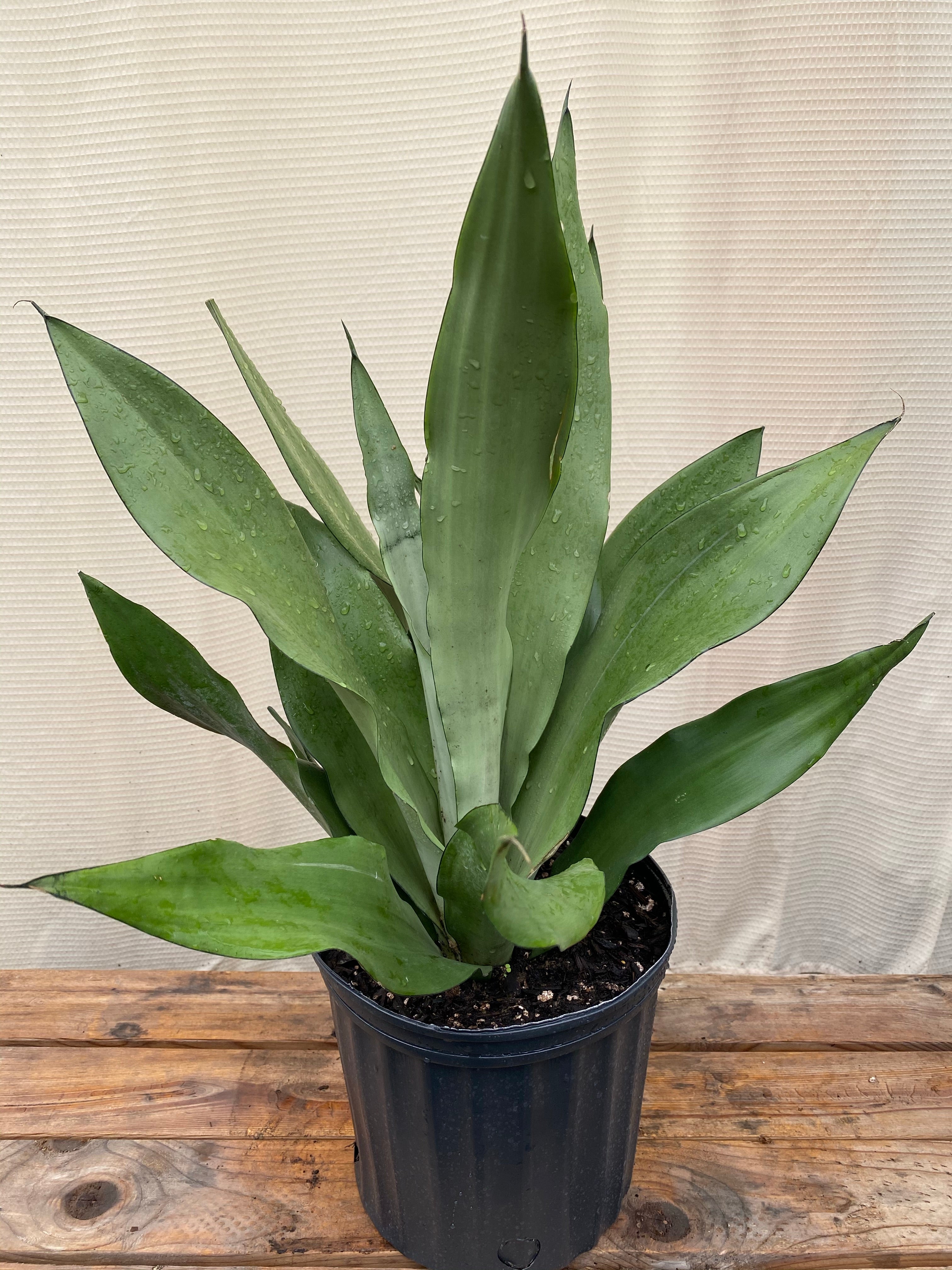 Sansevieria Moonshine Snake Plant