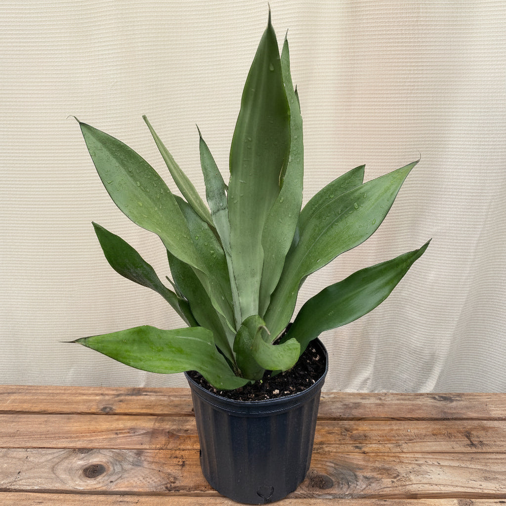 A close-up view of a Sansevieria Moonshine Snake Plant
