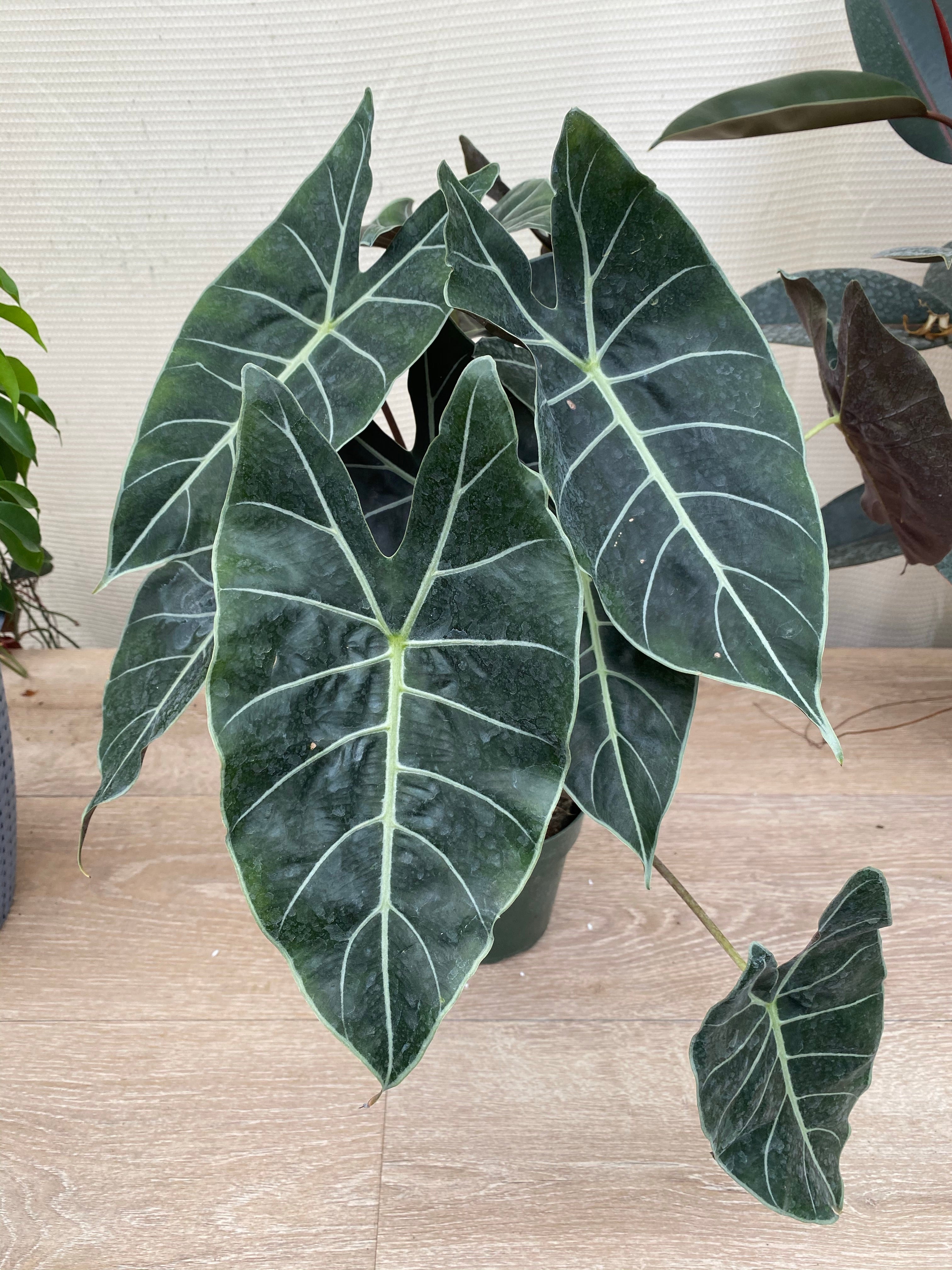 leaves of Alocasia Dragons Tooth Longiloba