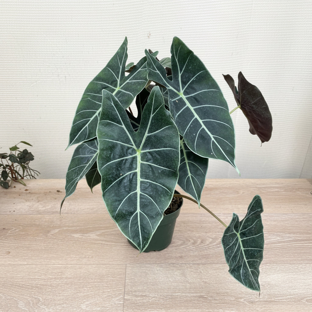 leaves of Alocasia Dragons Tooth Longiloba