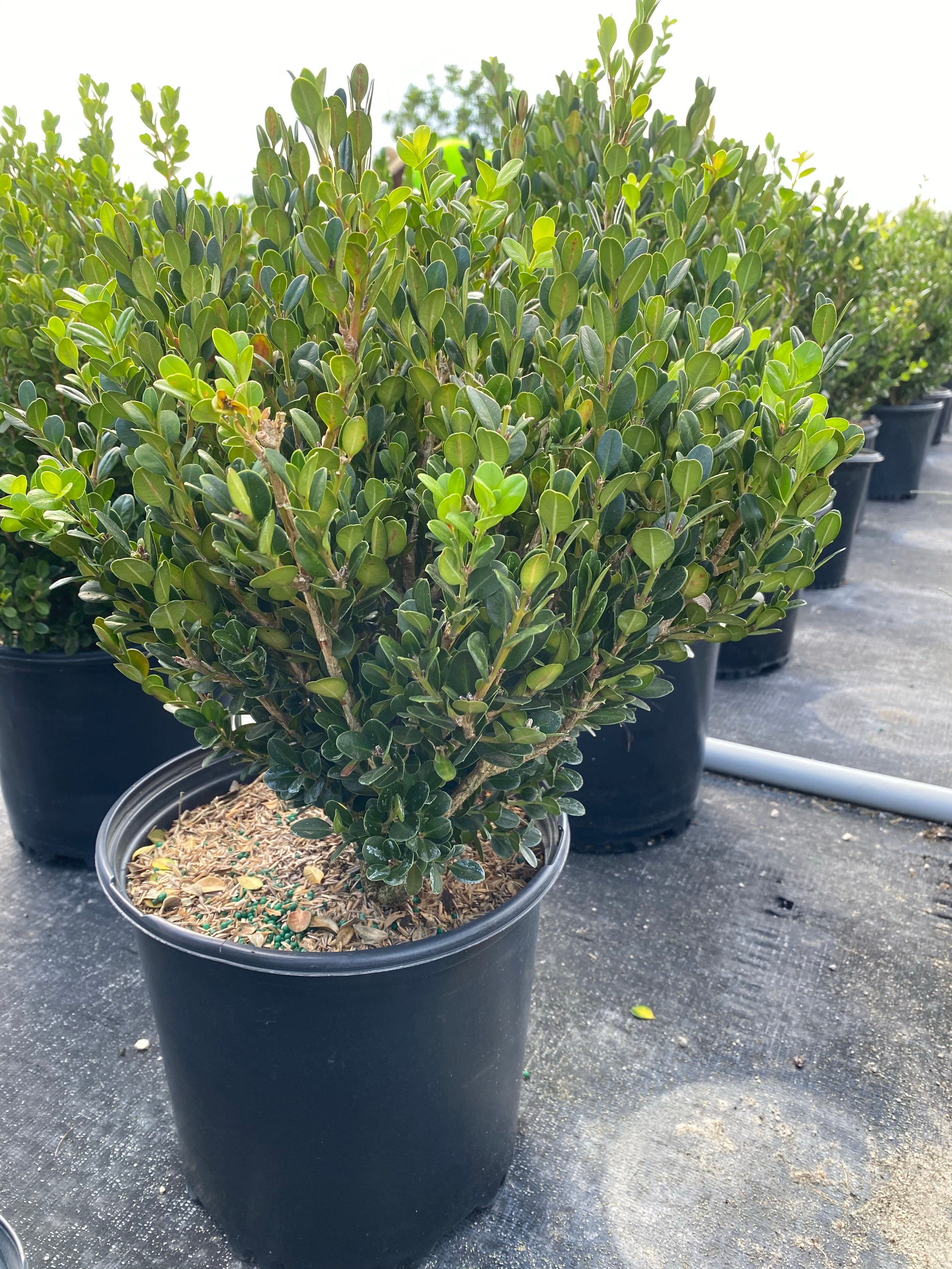Winter Green Boxwood Shrub