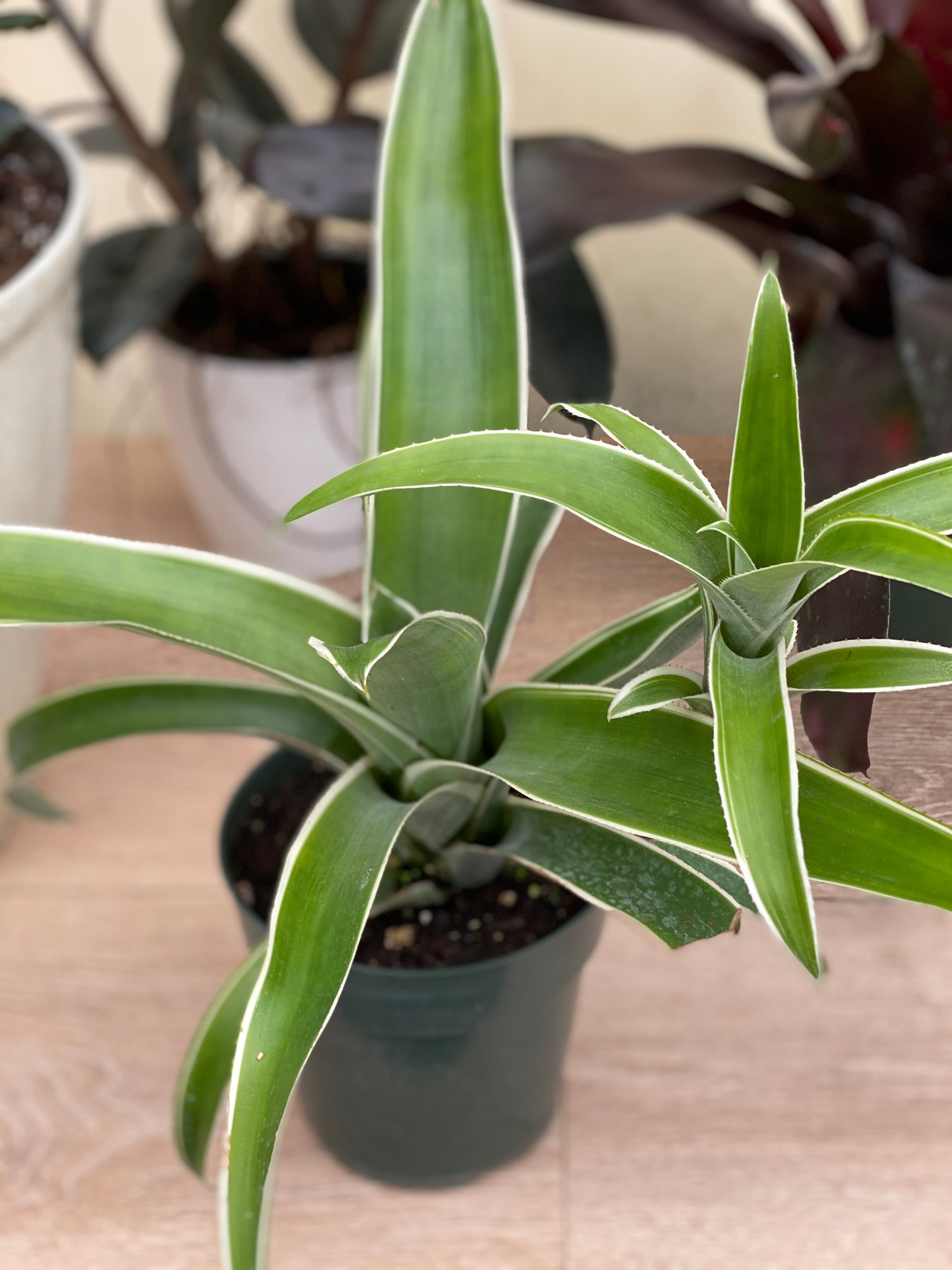 Bromeliad, Aechmea Green white edges