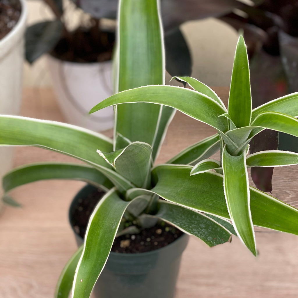 Bromeliad Aechmea Potted plant with long green leaves on a wooden surface