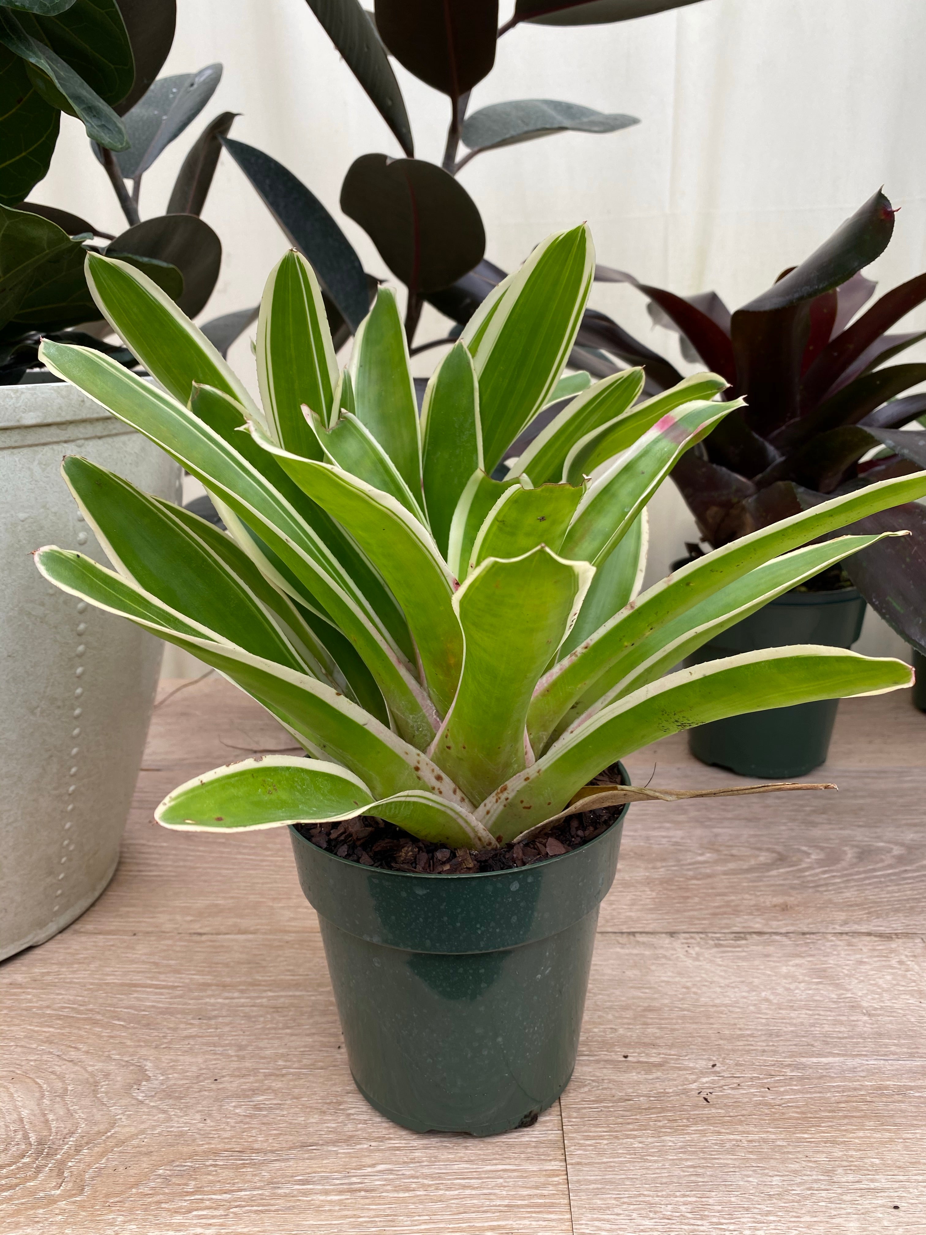 Bromeliad, Neoregelia Bossa Nova