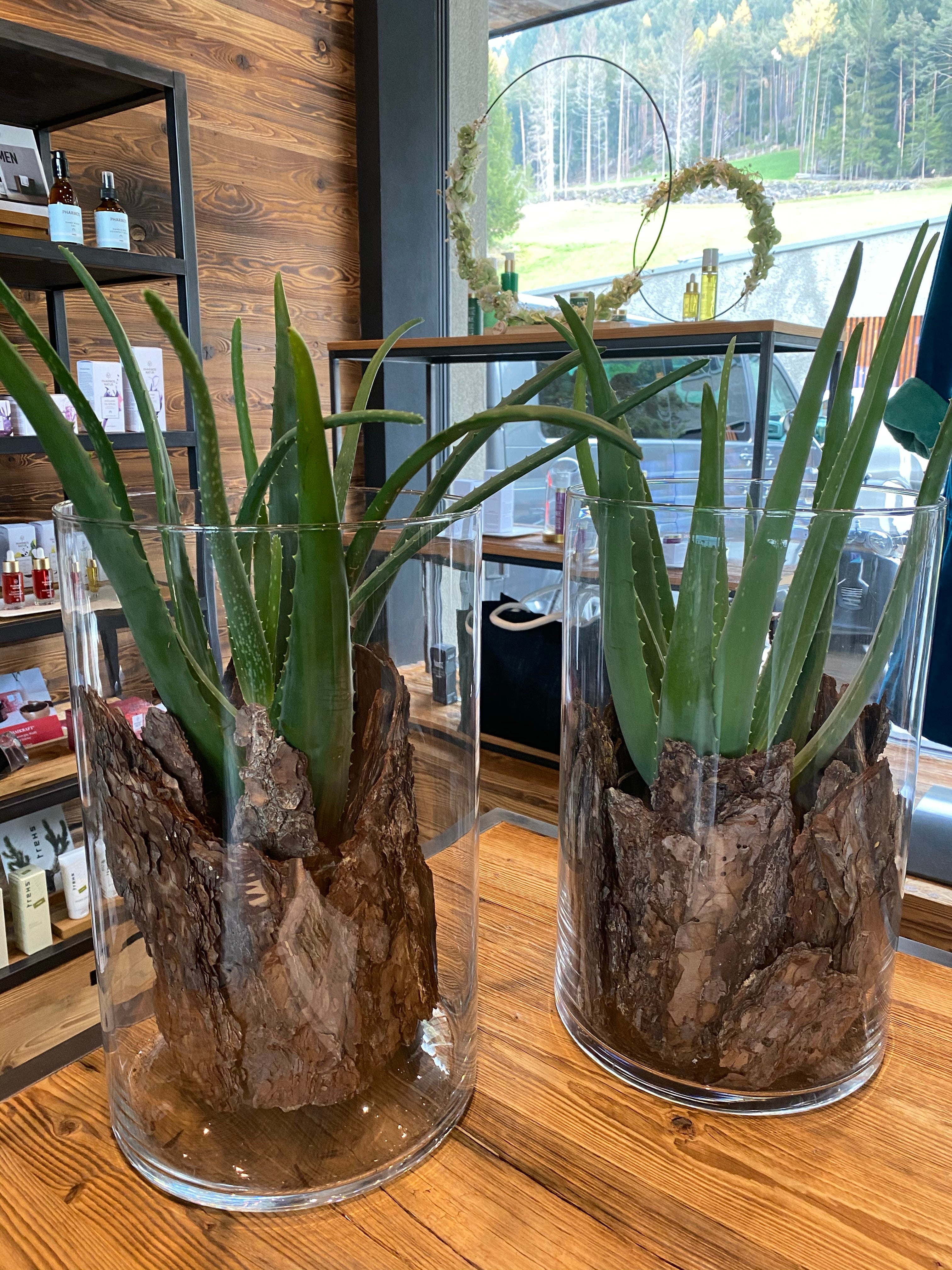 where to buy aloe vera plant in las vegas Cactus Aloe Vera Plant