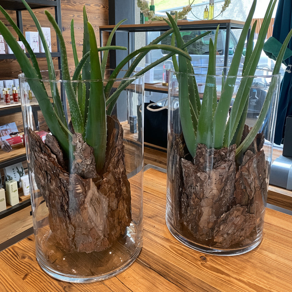 Two Aloe Vera plants displayed inside clear glass cylinder vases filled with natural brown bark.