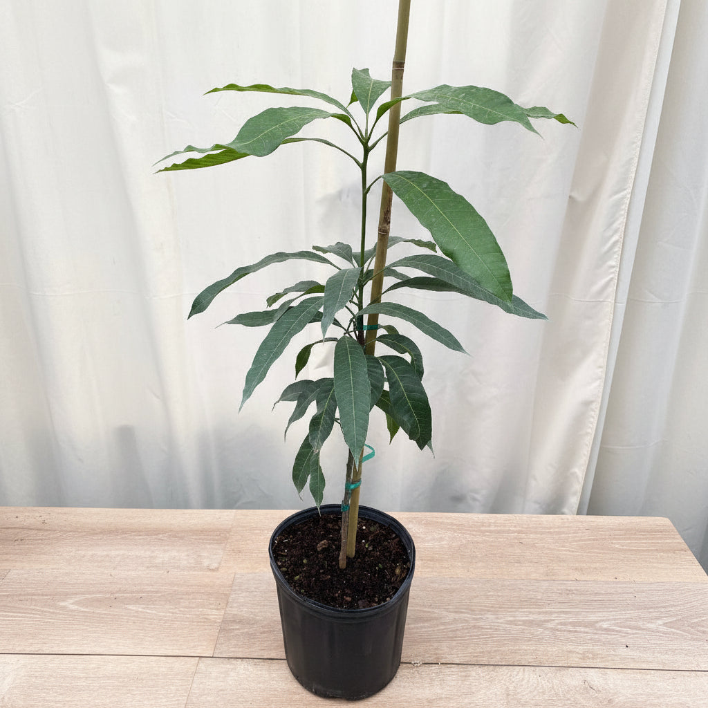 Young potted Glenn Mango tree sapling
