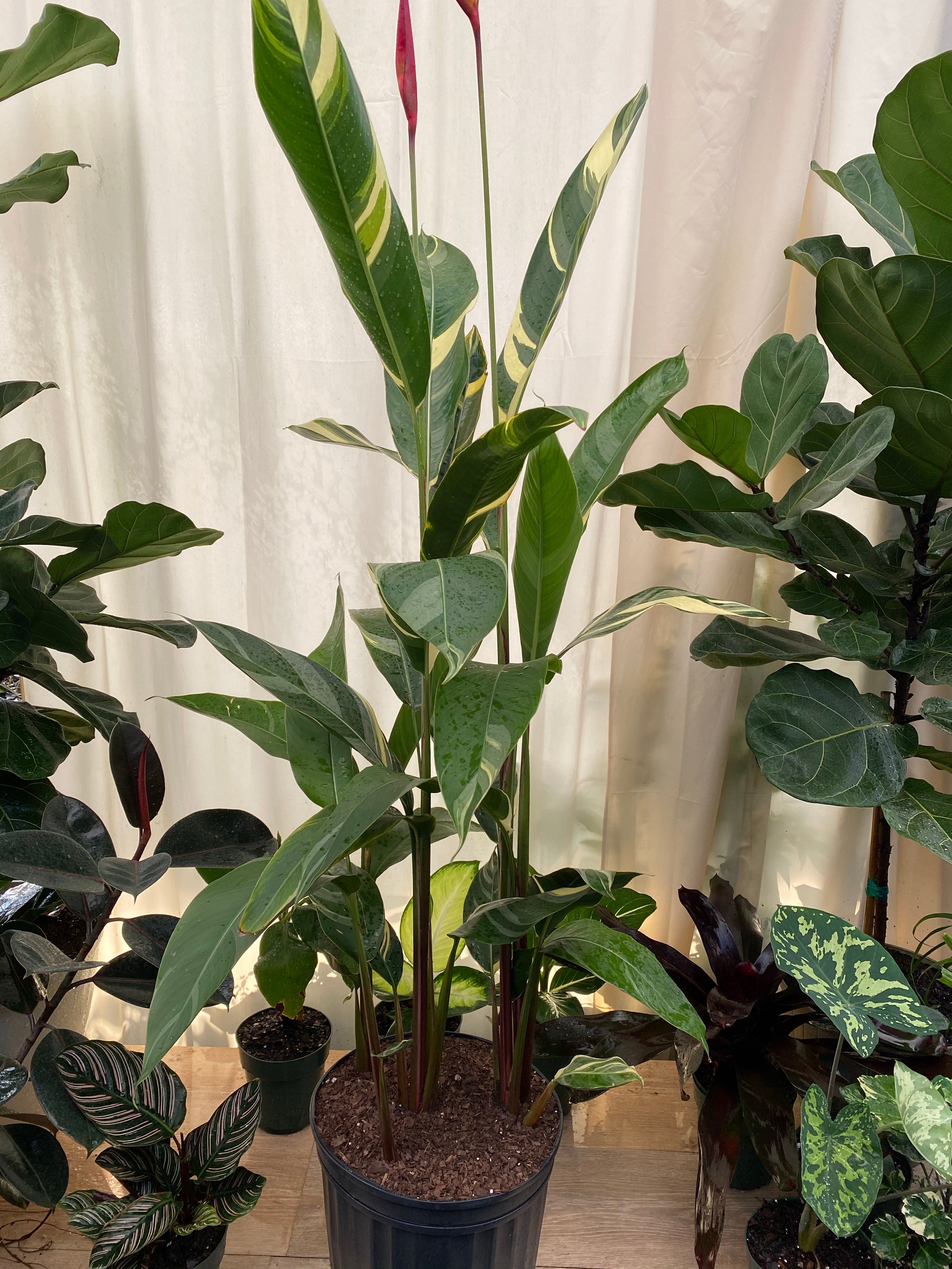 front view of leaves of Variegated Heliconia Lady Di