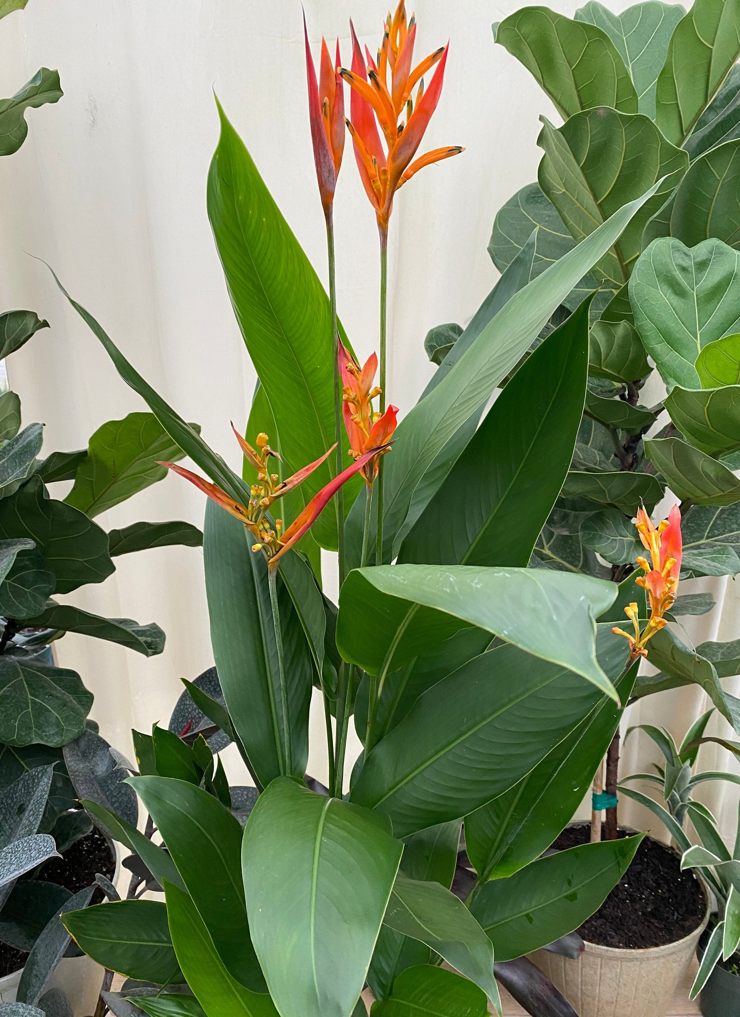 Heliconia psittacorum &