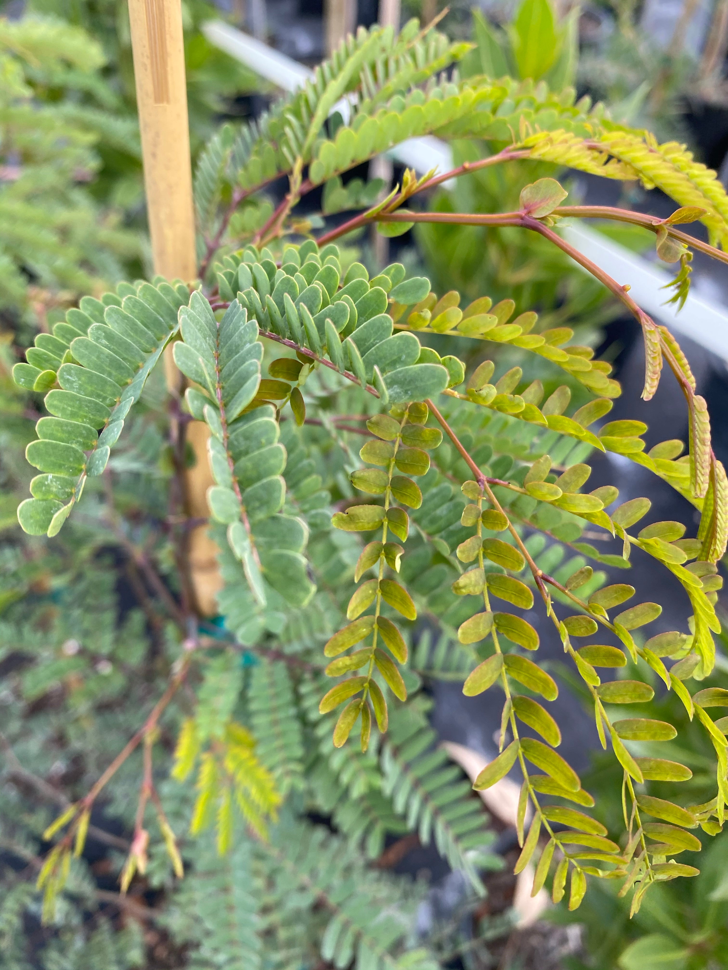 Wild Tamarind, Lysiloma latisiliquum