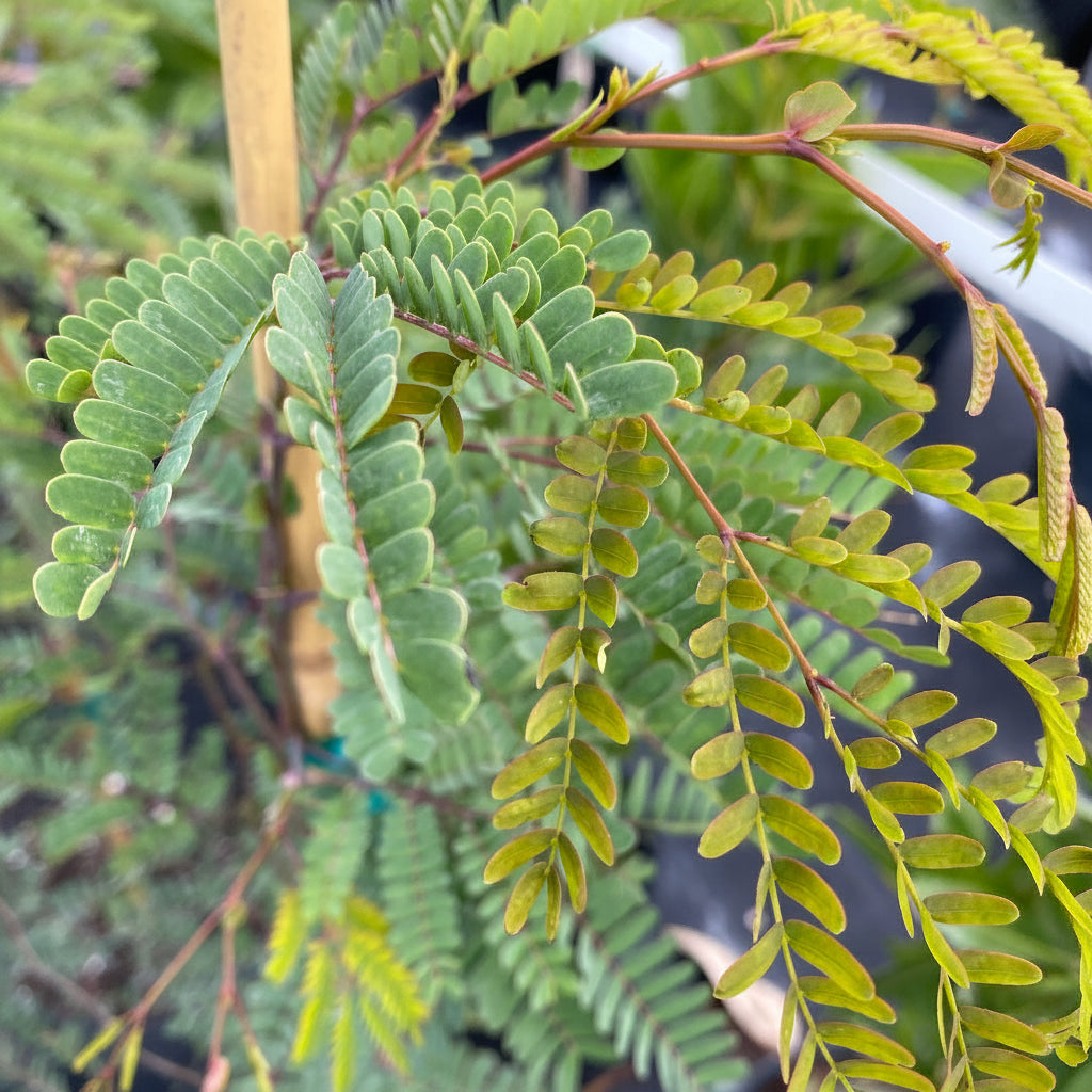 Wild Tamarind, Lysiloma latisiliquum close up of leaves