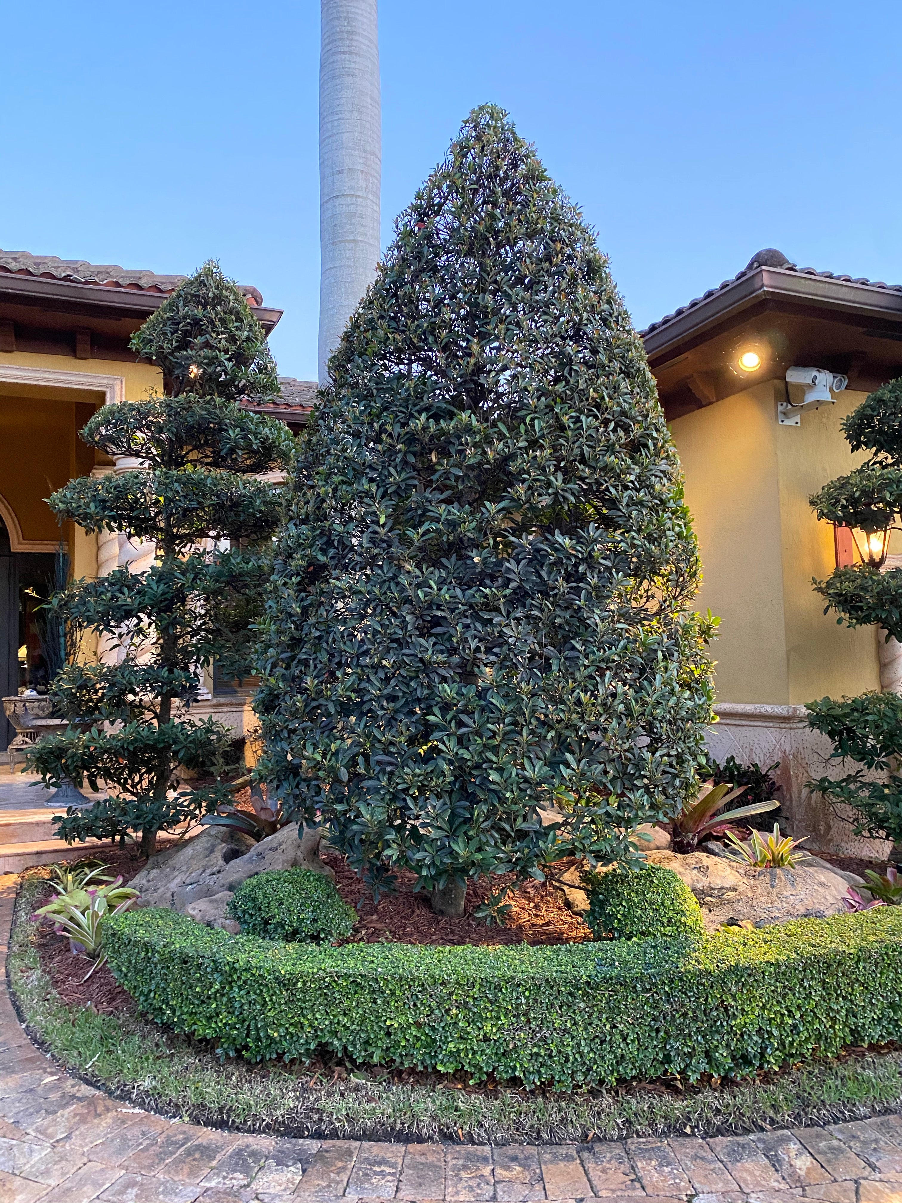 Japanese Blueberry Bush Form, Elaeocarpus Decipiens