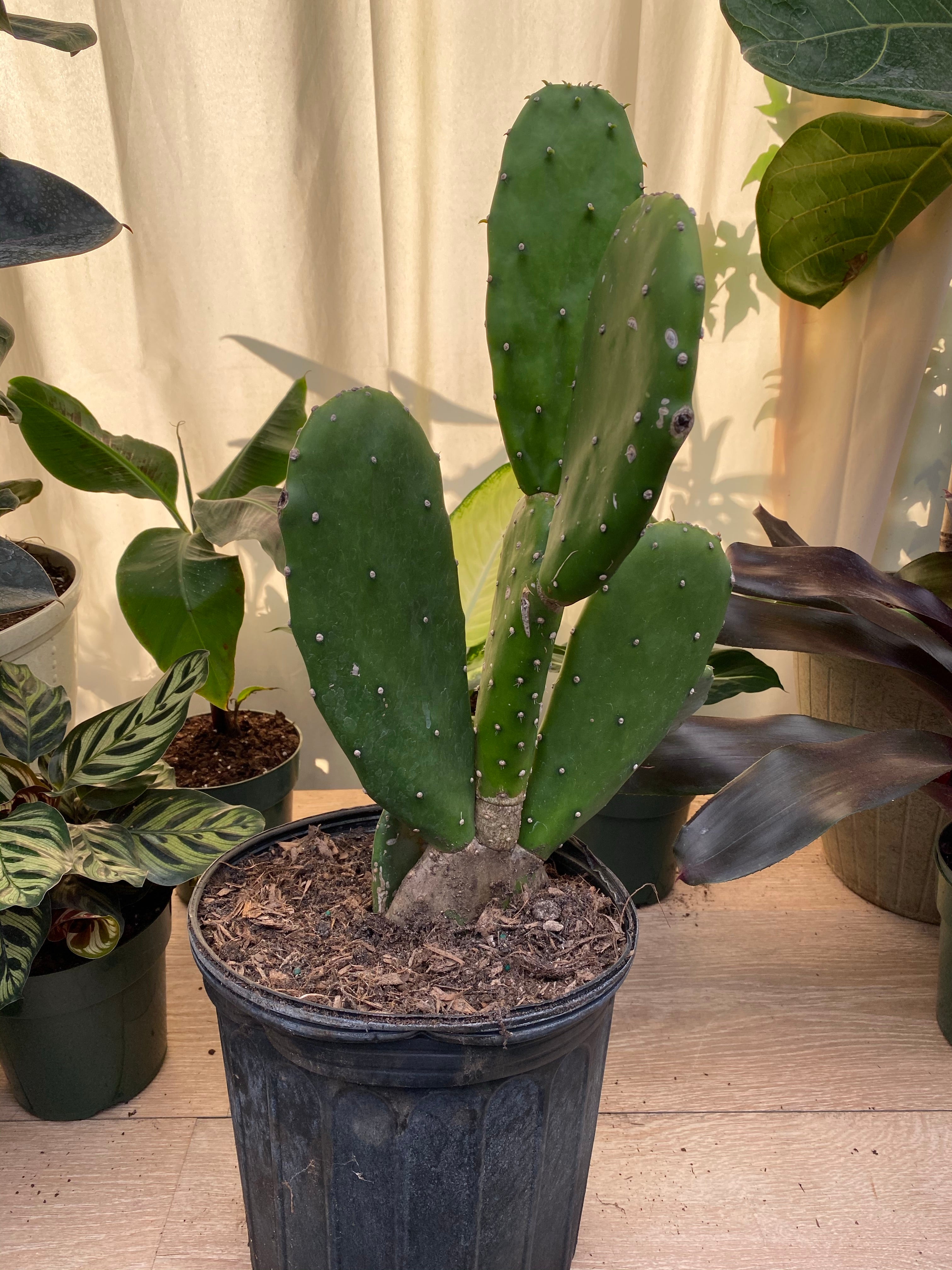 front view of Nopal Prickly Pear Cactus in black pot