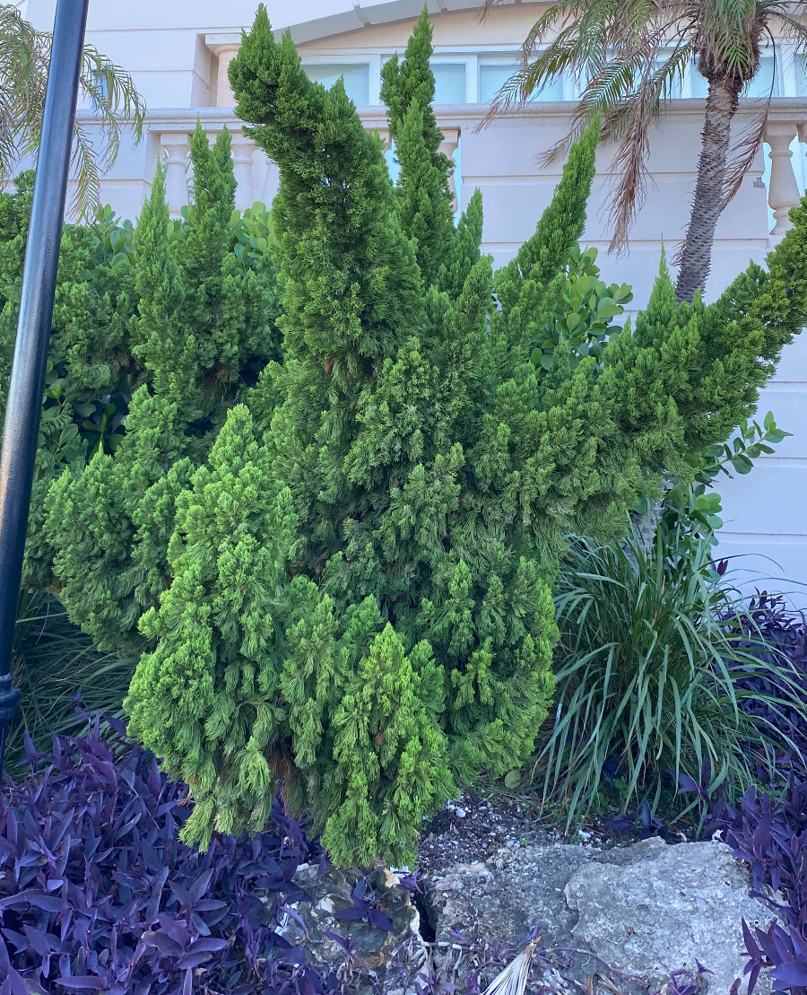 A Hollywood Juniper tree.