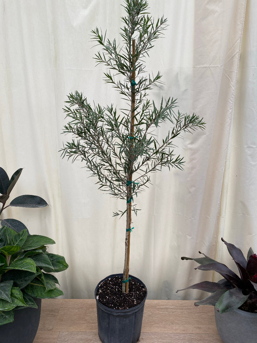 Young Callistemon &