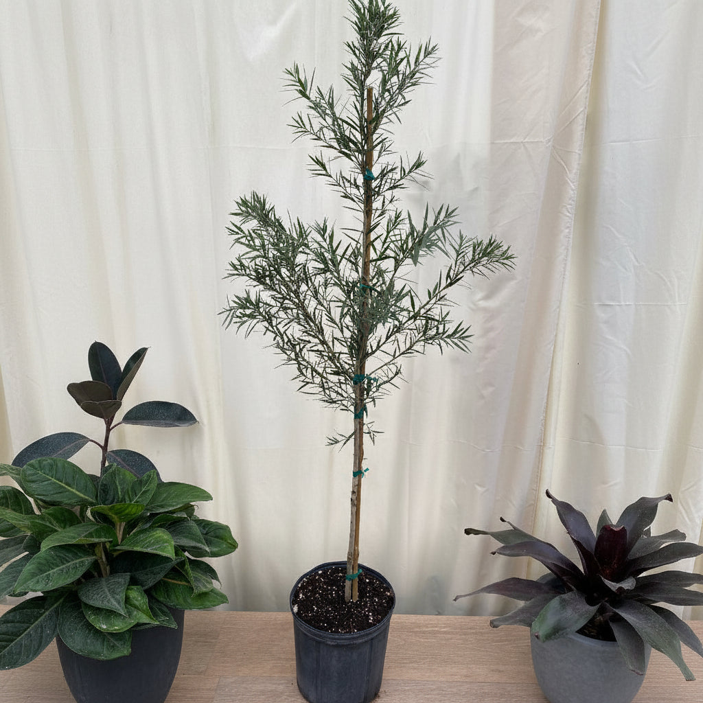 Young Callistemon &