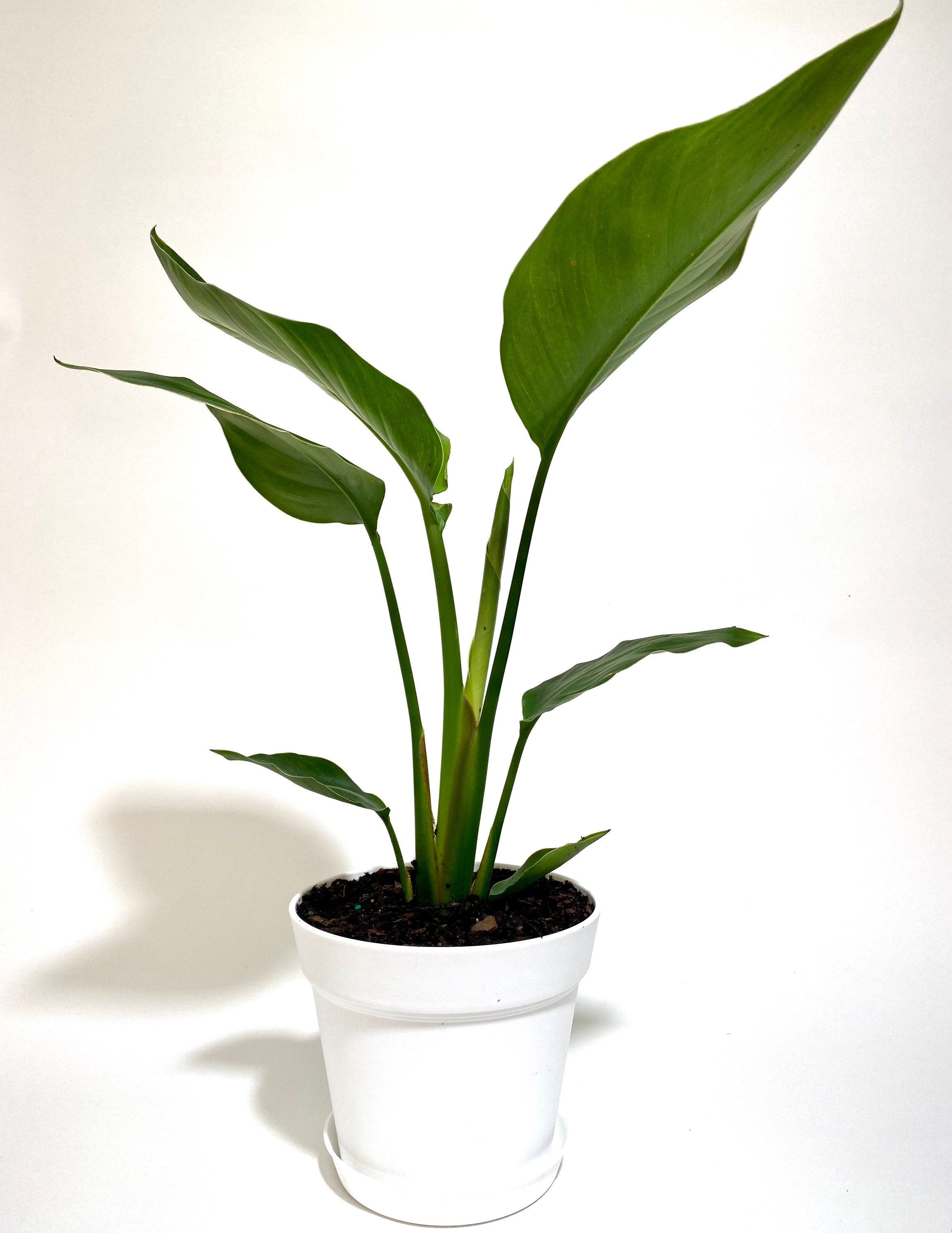 White Bird of Paradise in Deco Planter in a white pot