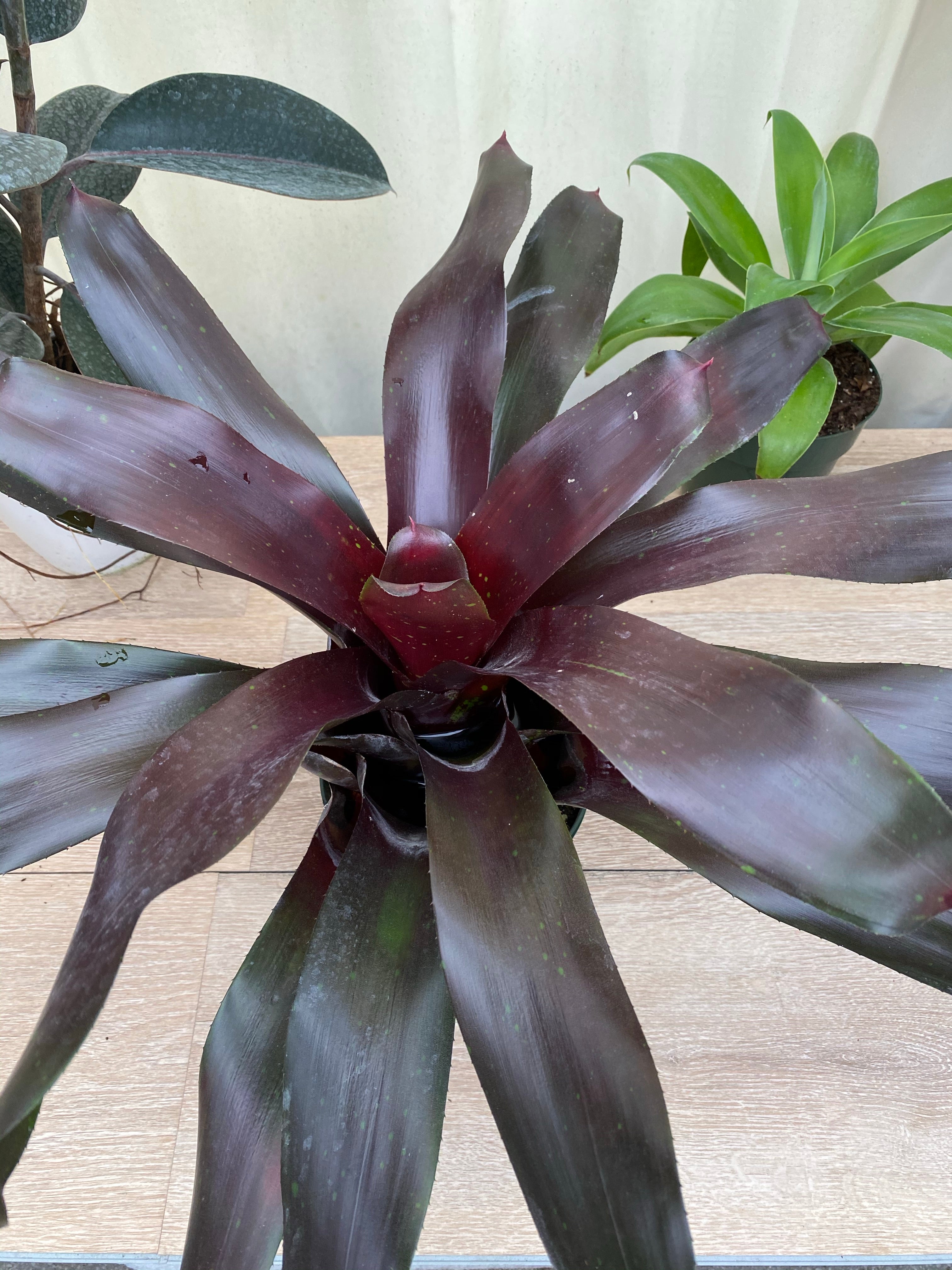 Bromeliad, Neoregelia Royal Burgundy