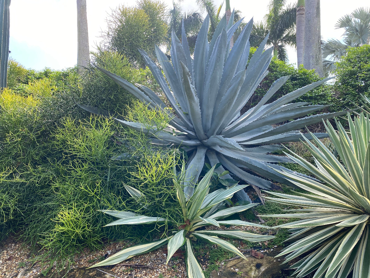 Green Euphorbia Pencil Cactus growing alongside large Agave plants in a tropical garden