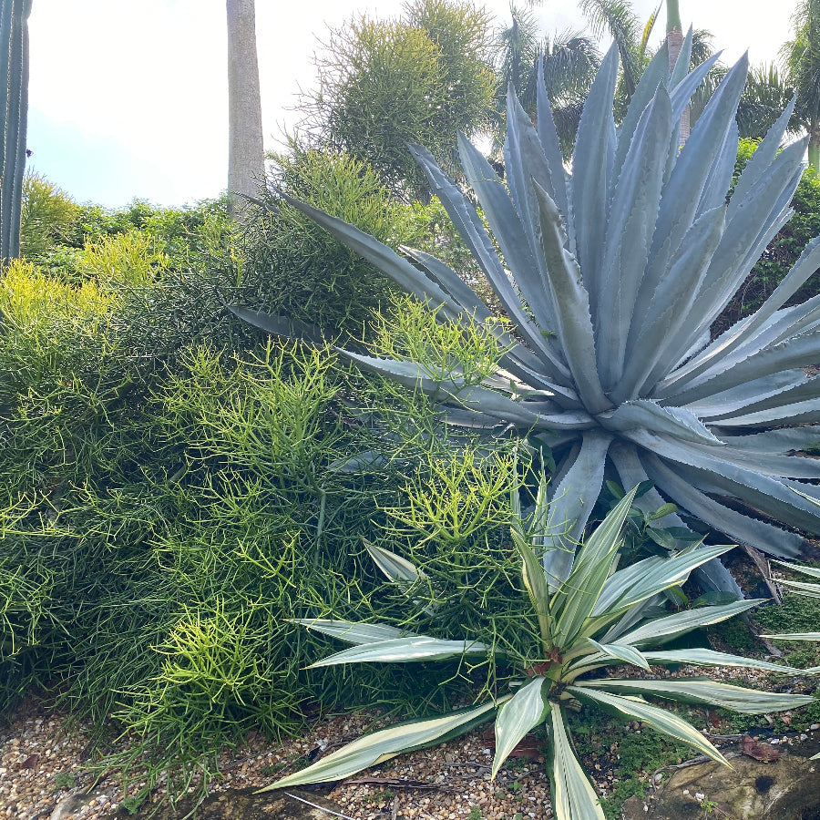 Green Euphorbia Pencil Cactus growing alongside large Agave plants in a tropical garden