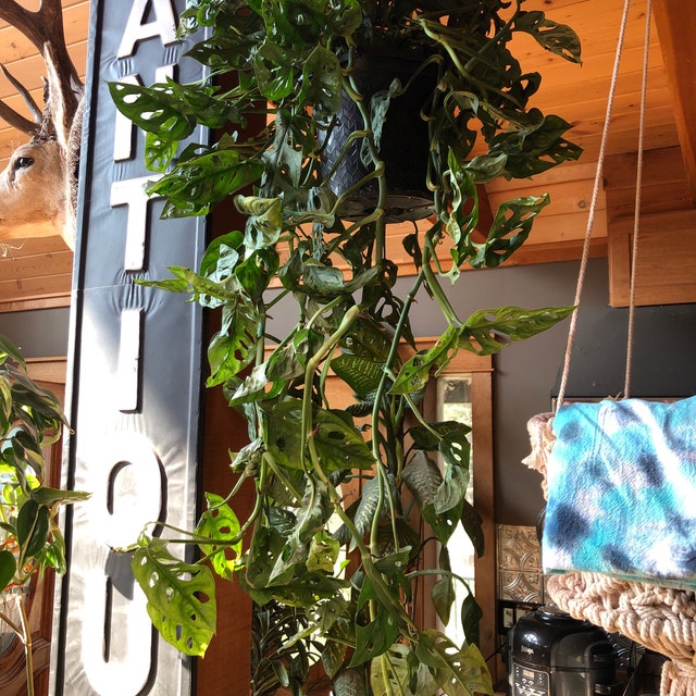 Monstera Adansonii Swiss cheese Hanging Basket inside house