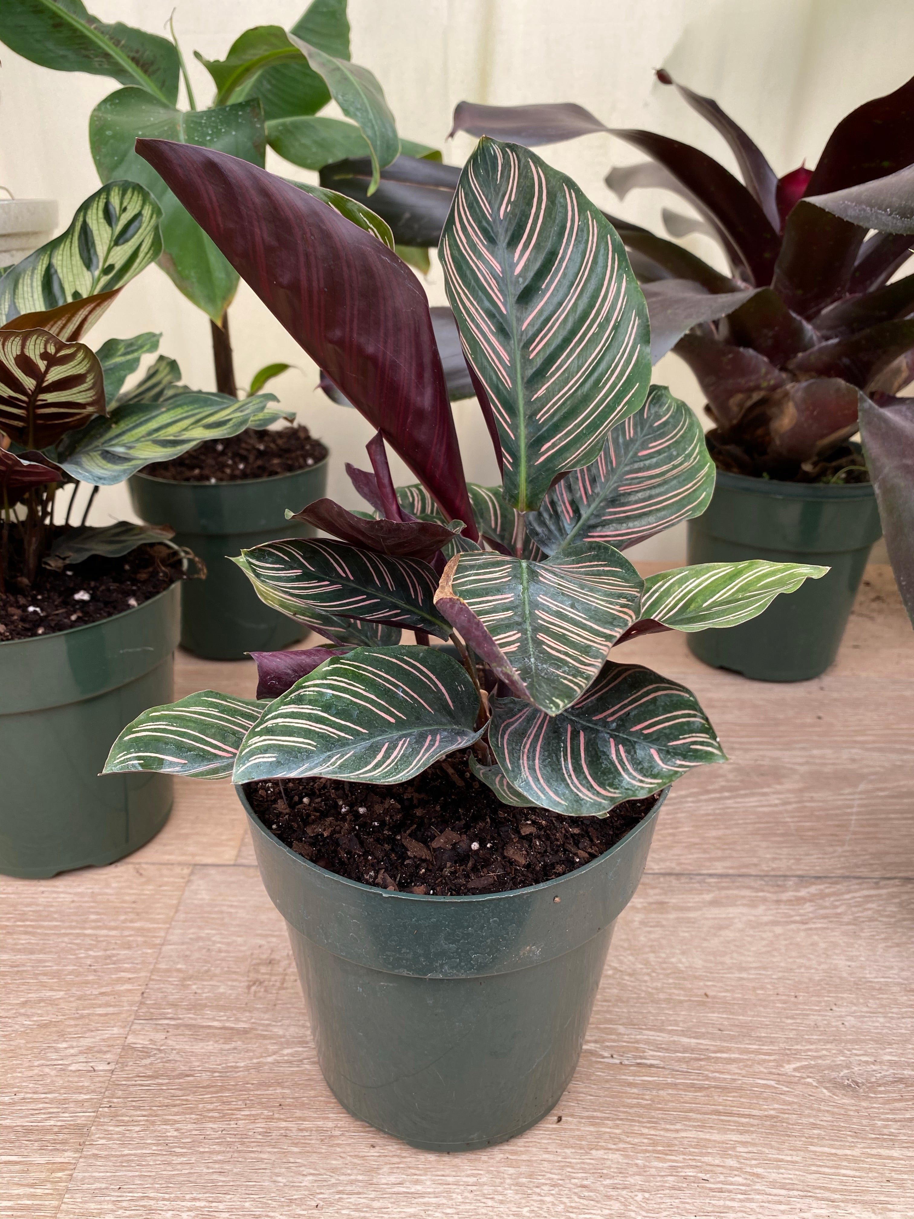 Calathea Pink Stripes Ornata Prayer Plants in house view