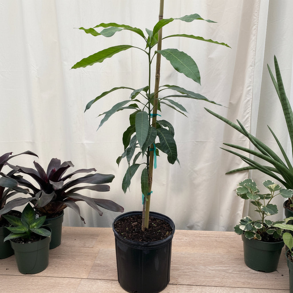Glenn Mango Fruit Tree, Mangifera indica