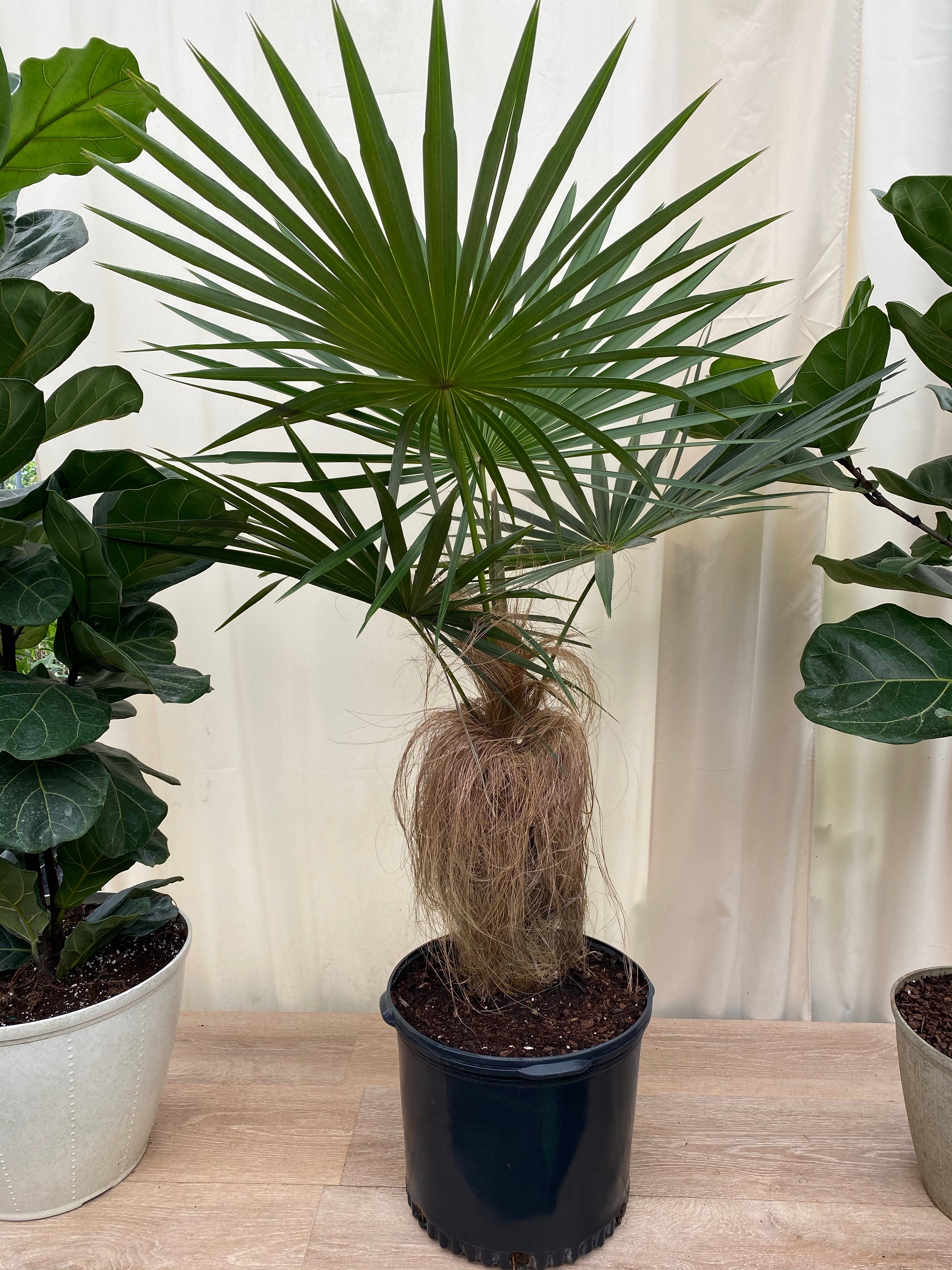 Old Man Palm, Rare and Exotic Palma Petate inside house