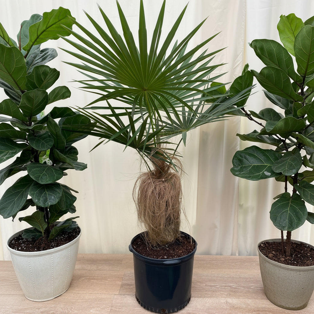 Old Man Palm, Rare and Exotic Palma Petate inside house