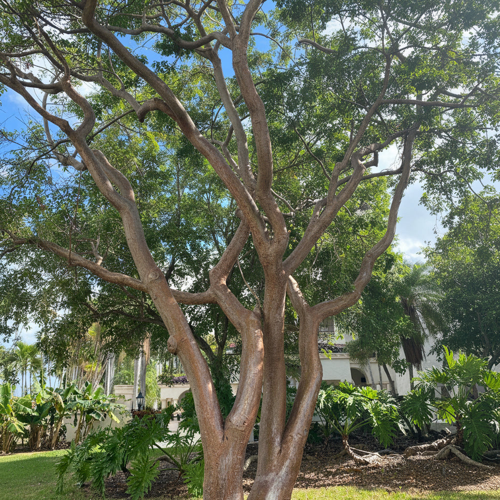 Gumbo Limbo Tree, Bursera Simaruba