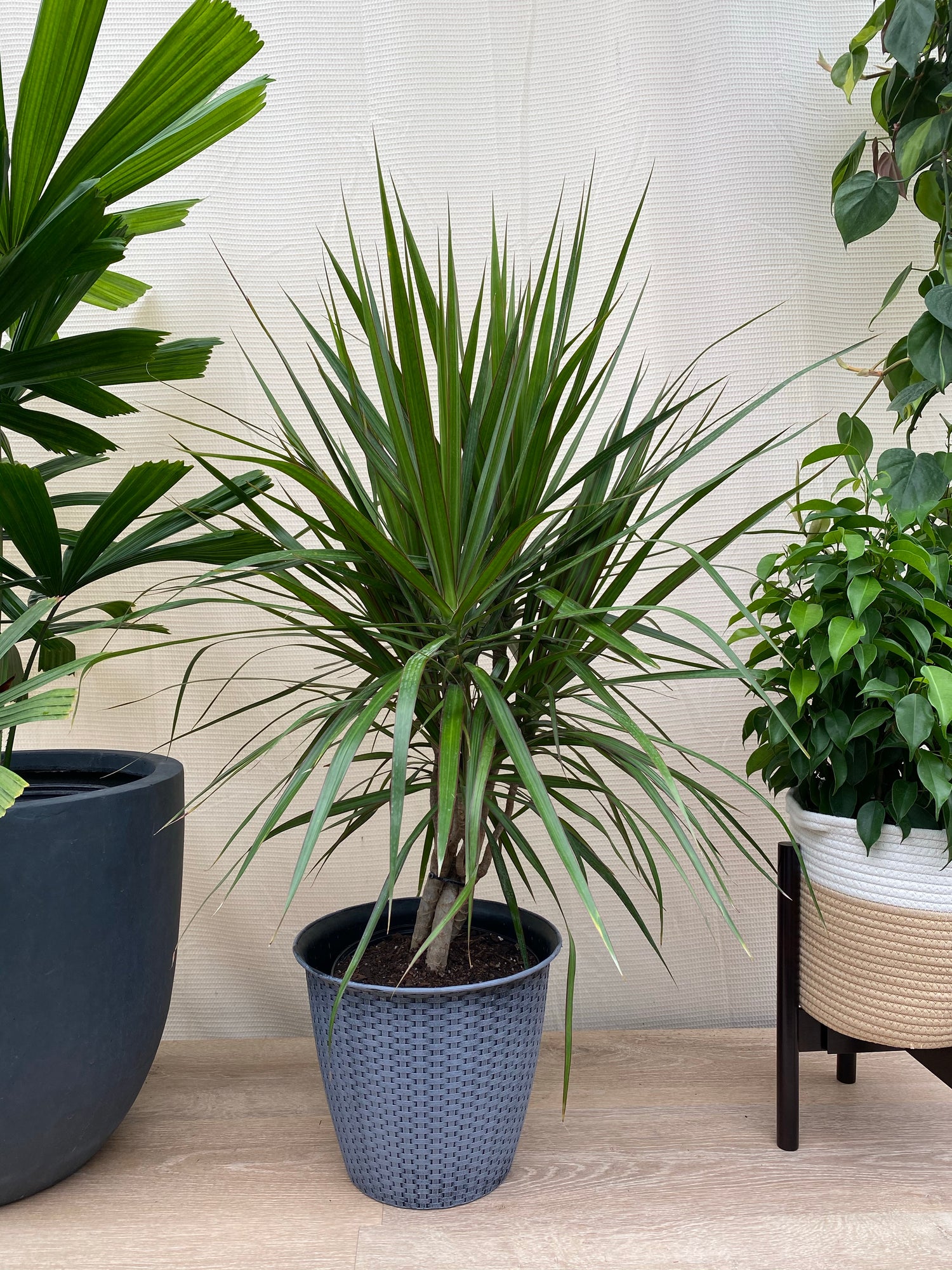 Dracaena Braided Trunk Green, Dragon Tree