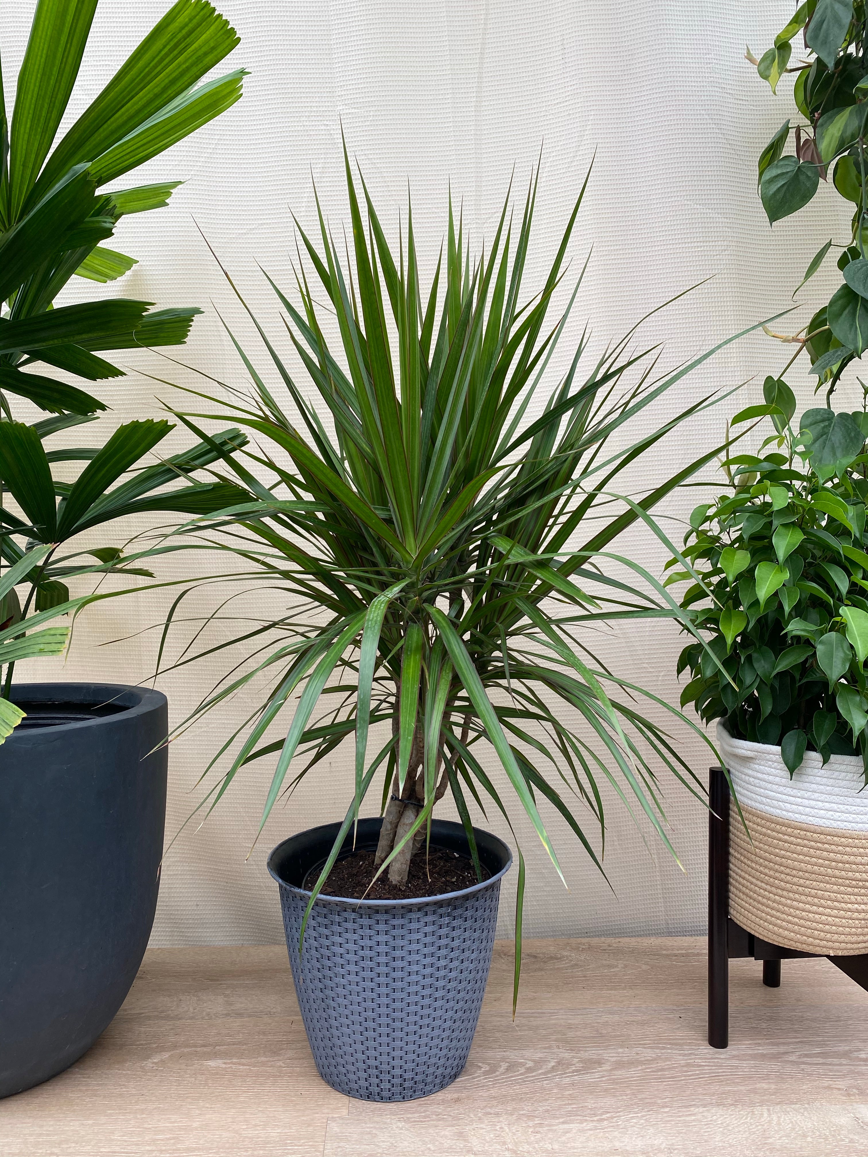 Dracaena Braided Trunk Green, Dragon Tree