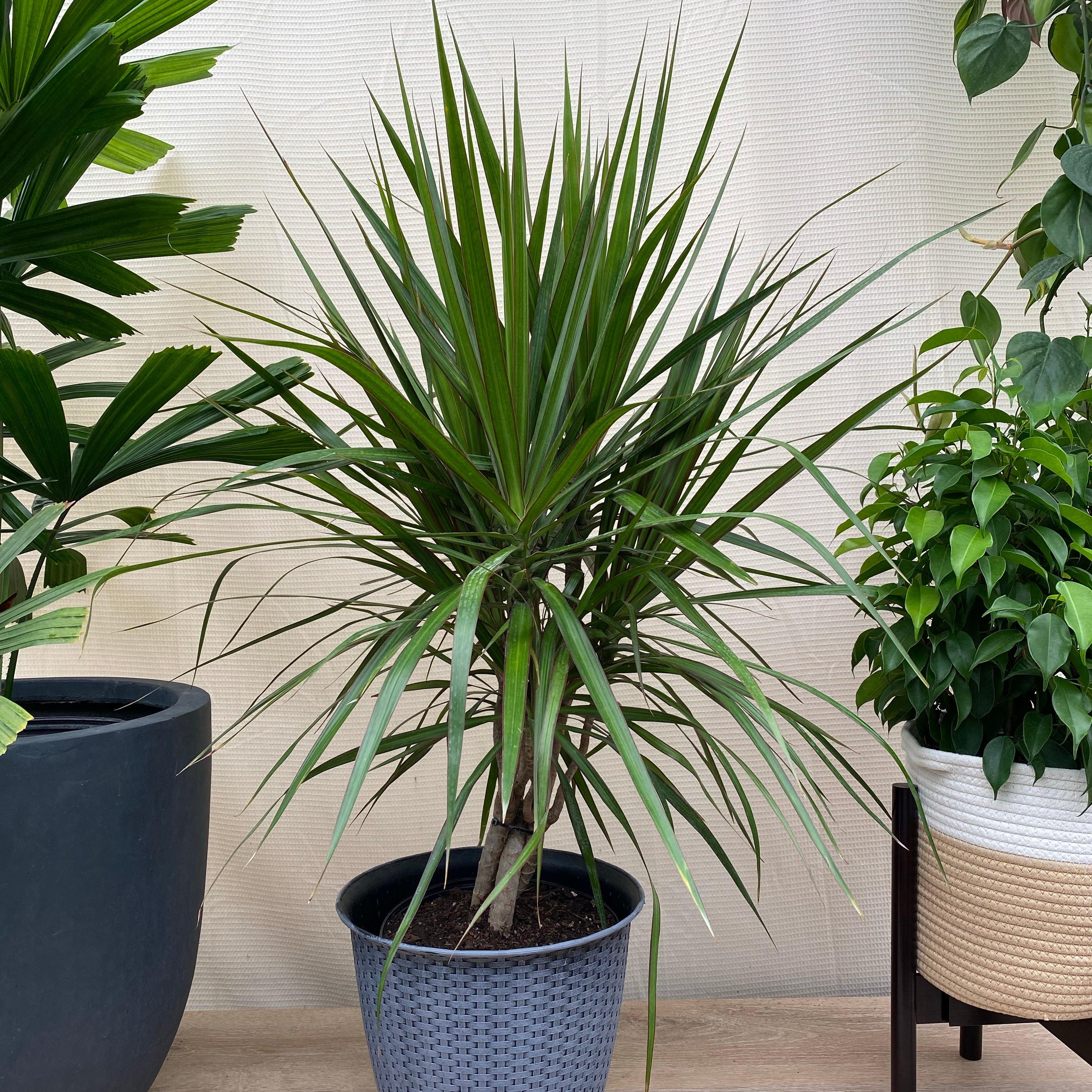 Braided Dracaena Dragon Tree nursery pot 2gal